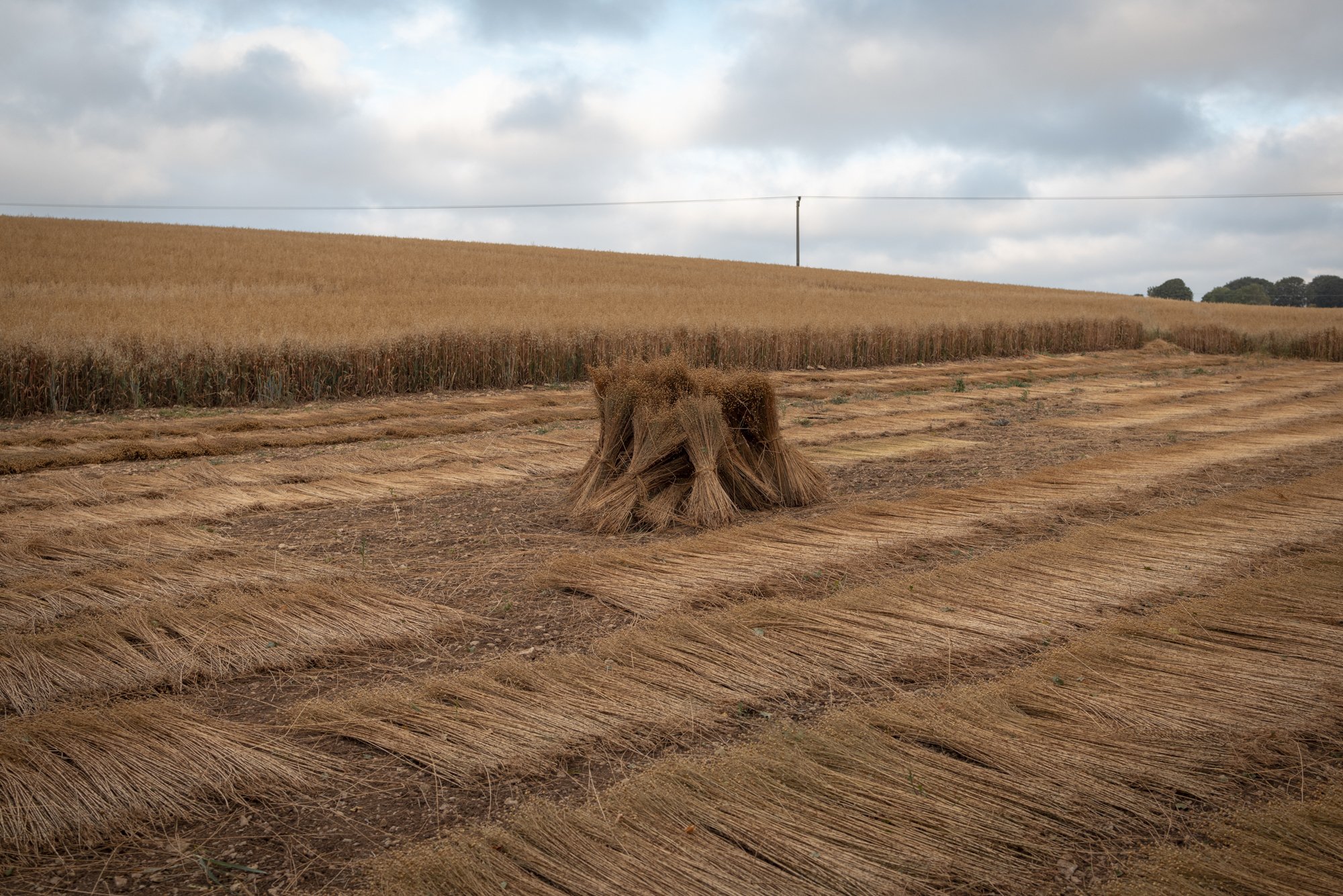 Flax_landtosea_RETTING © EMILIE SANDY 2026-2837.jpg