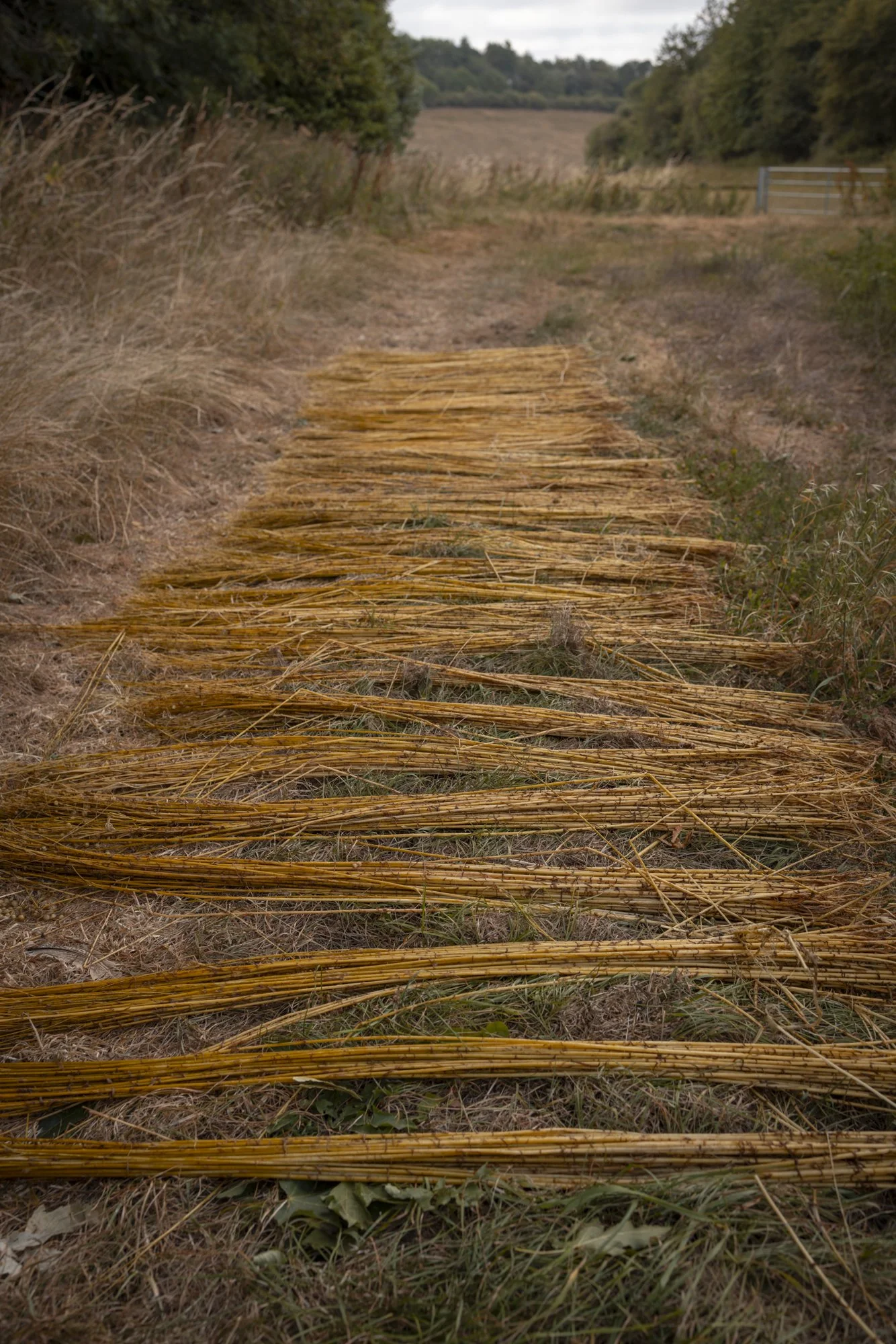 Flax_landtosea_RETTING © EMILIE SANDY 2026-2839.jpg