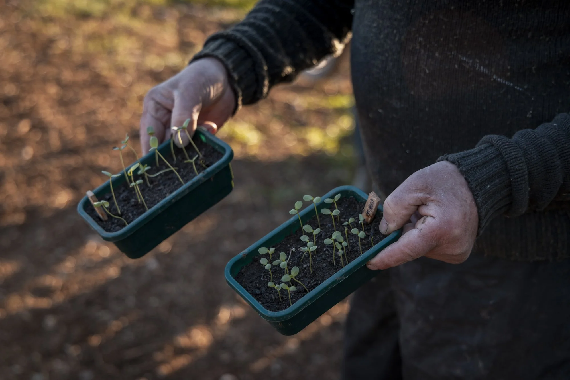 Flax_landtosea_SOWING© EMILIE SANDY 2026-0429.jpg