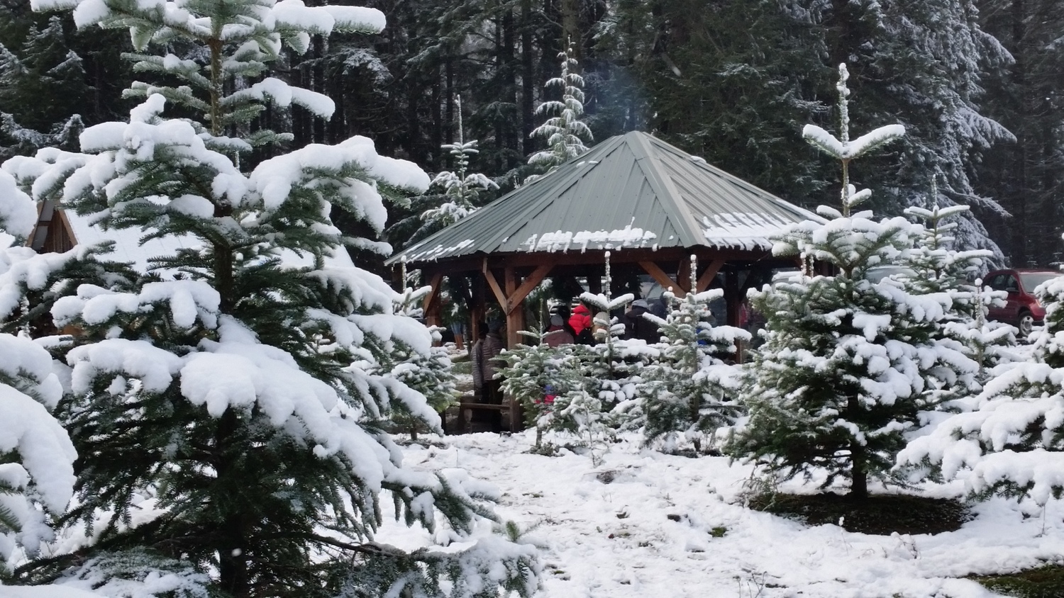 Keith Scott Tree Farm