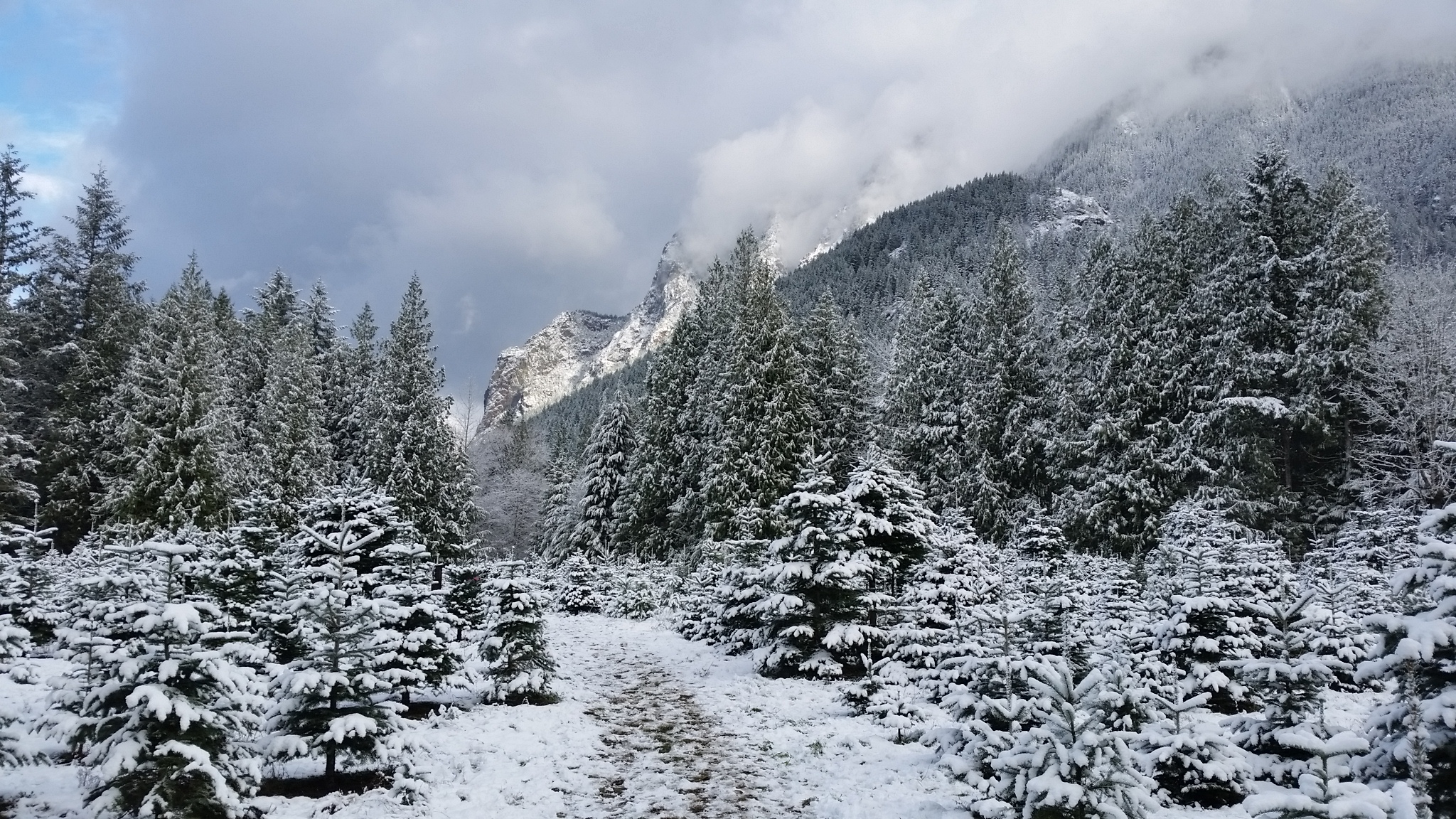 Keith Scott Tree Farm