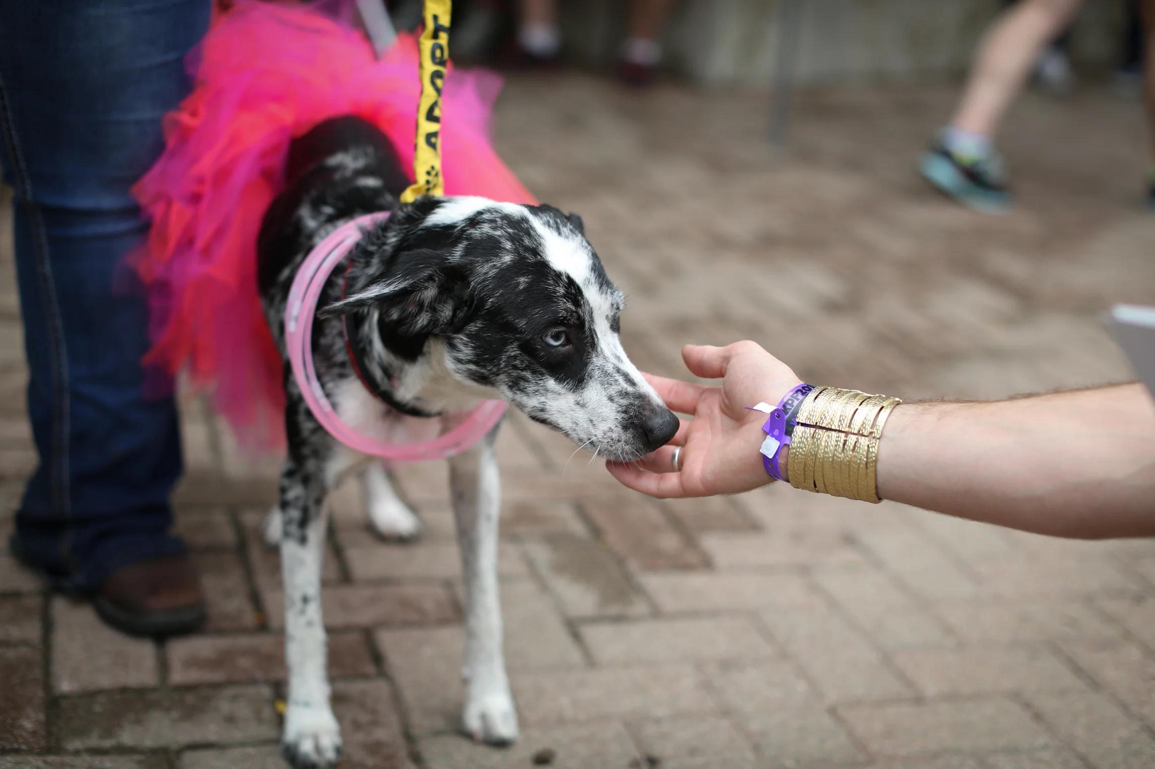 PRIDE W-FEVA 2015 EDITED CRYSTAL LUDWICK PHOTO (35 of 83).jpg