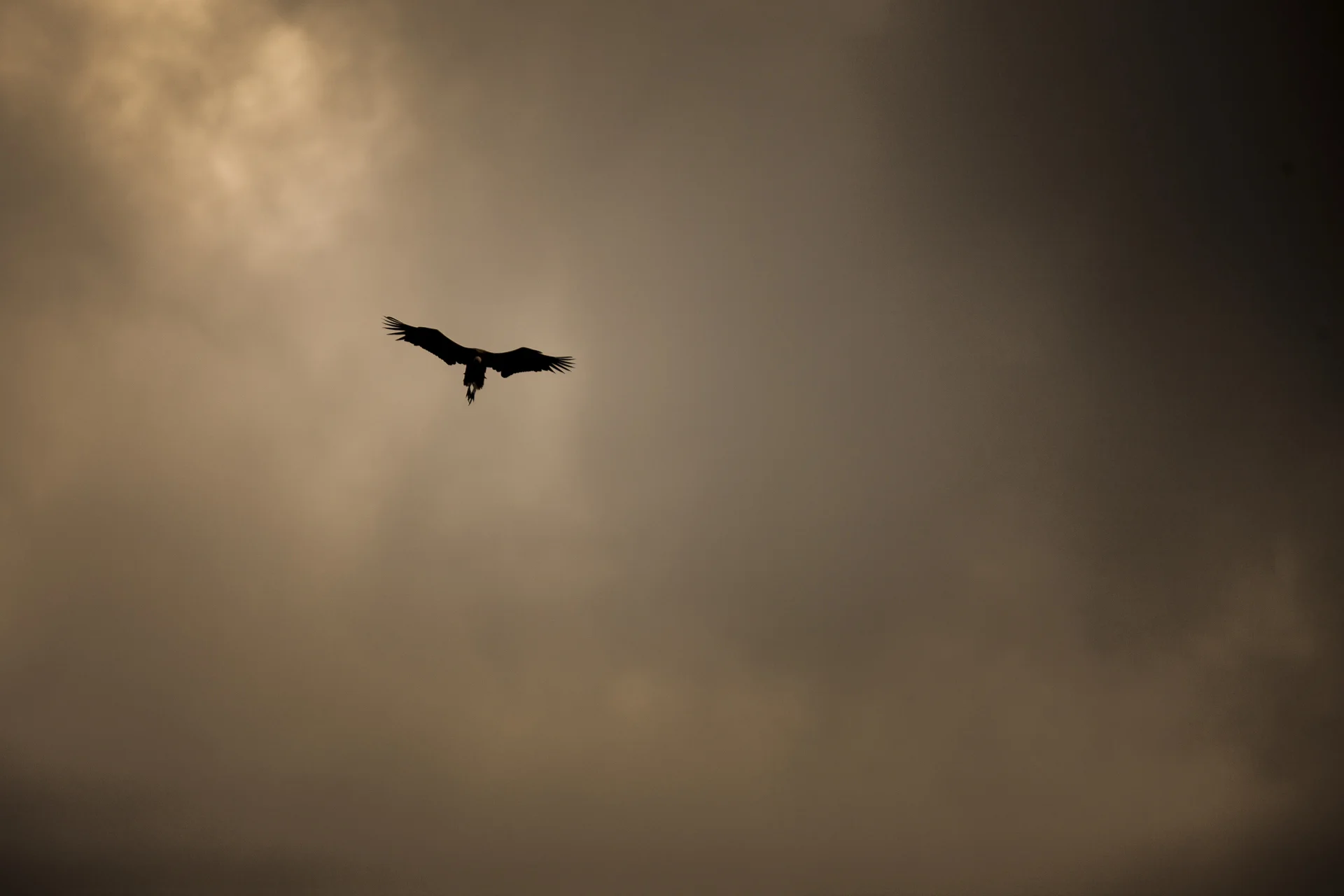 Le vol du vautour