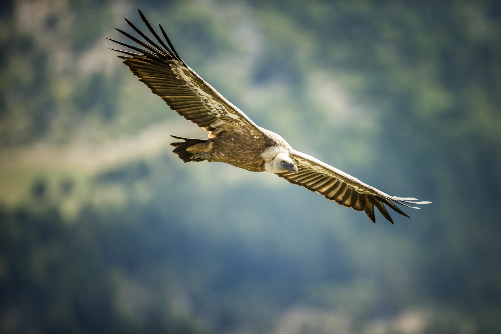 Grand vautour des Baronnies
