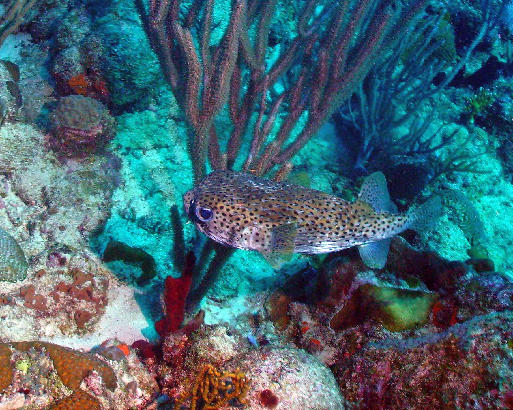 porcupine_fish_1_1-16-2008_web.jpg