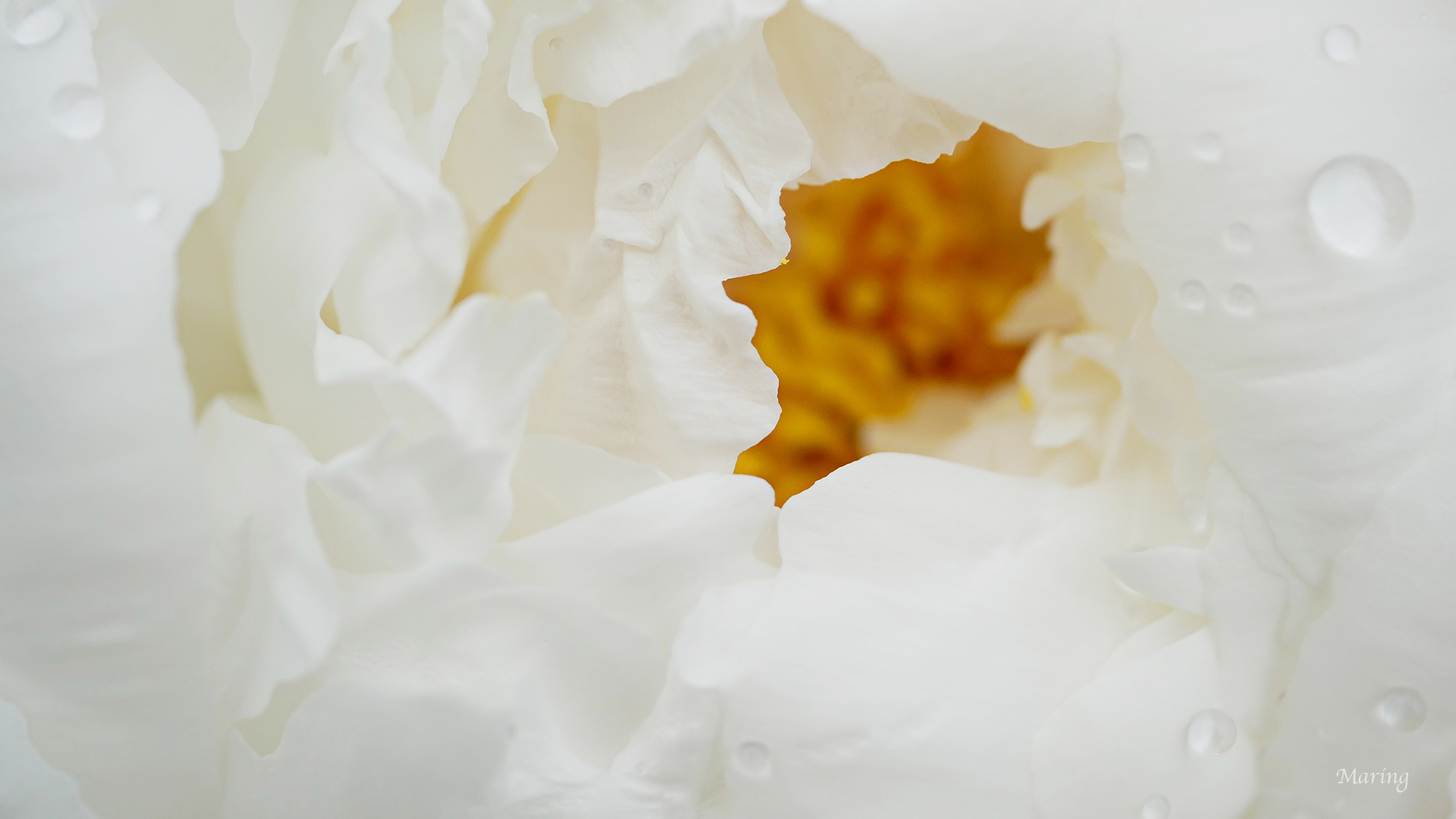 Raindrops on Peony 06.jpg