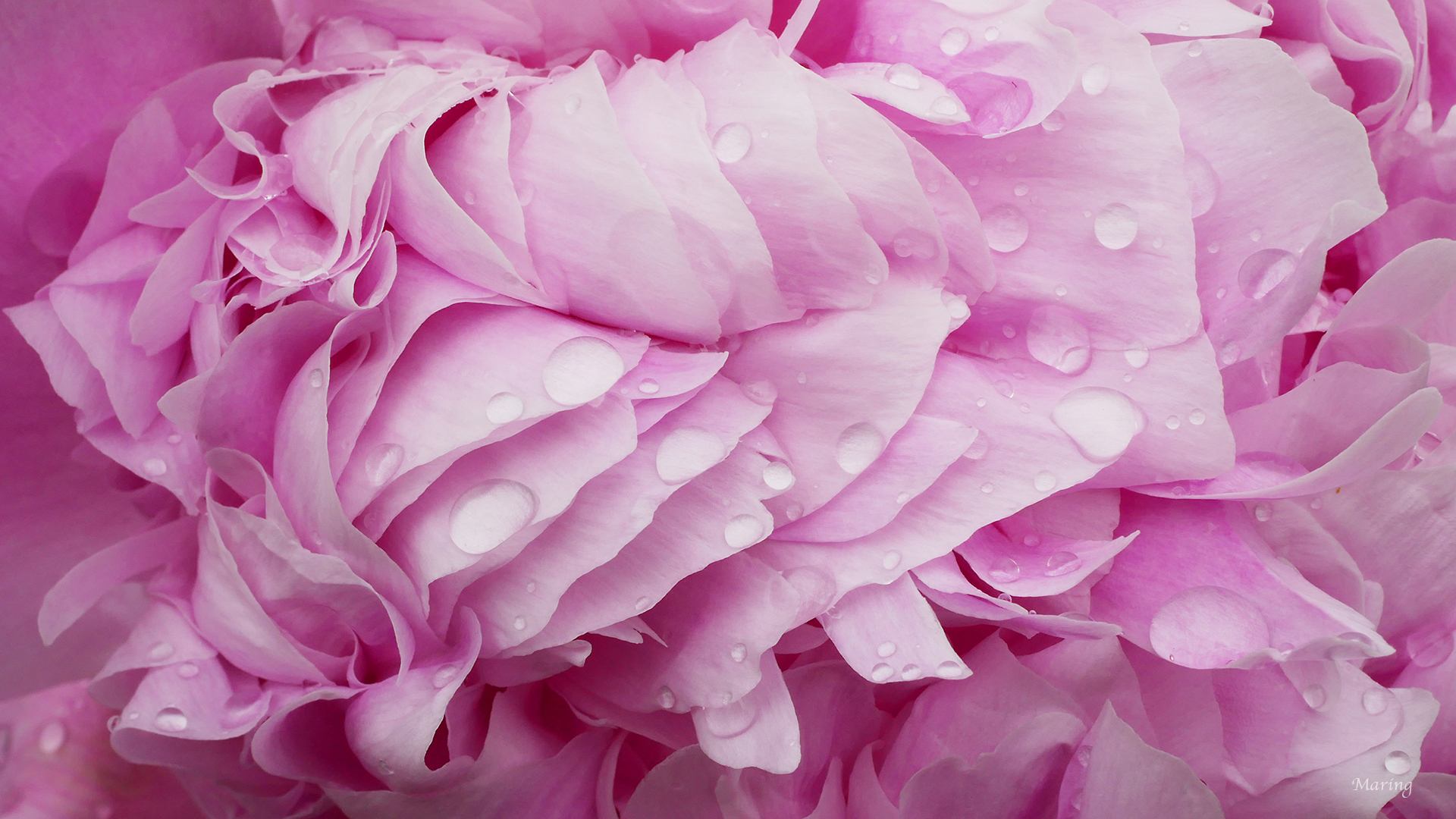 Raindrops on Peony 05.jpg