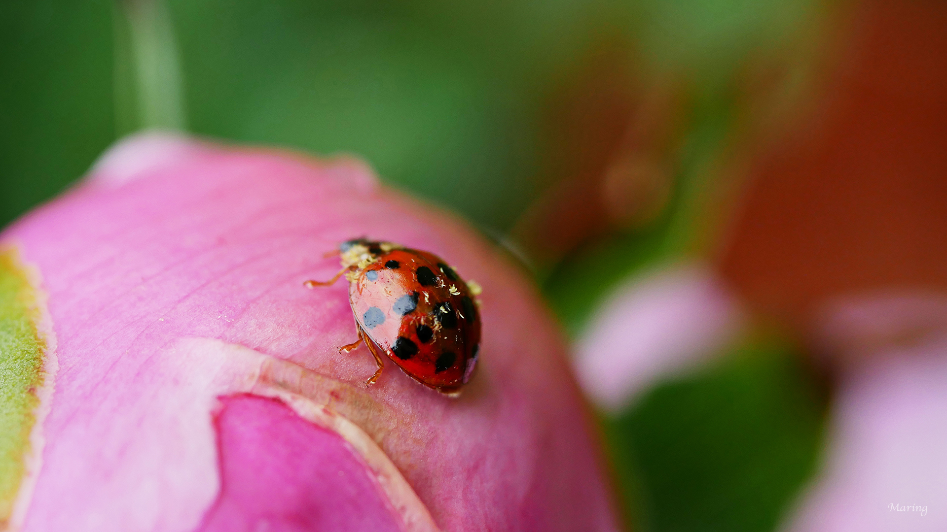 Raindrops on Peony 02.jpg