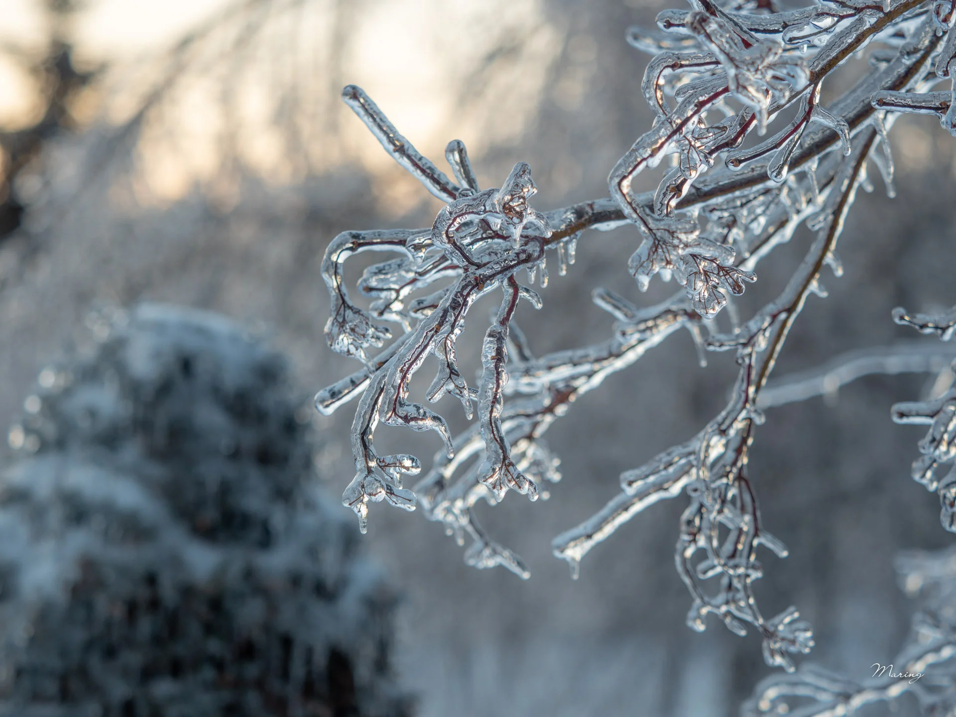 Winter Landscapes