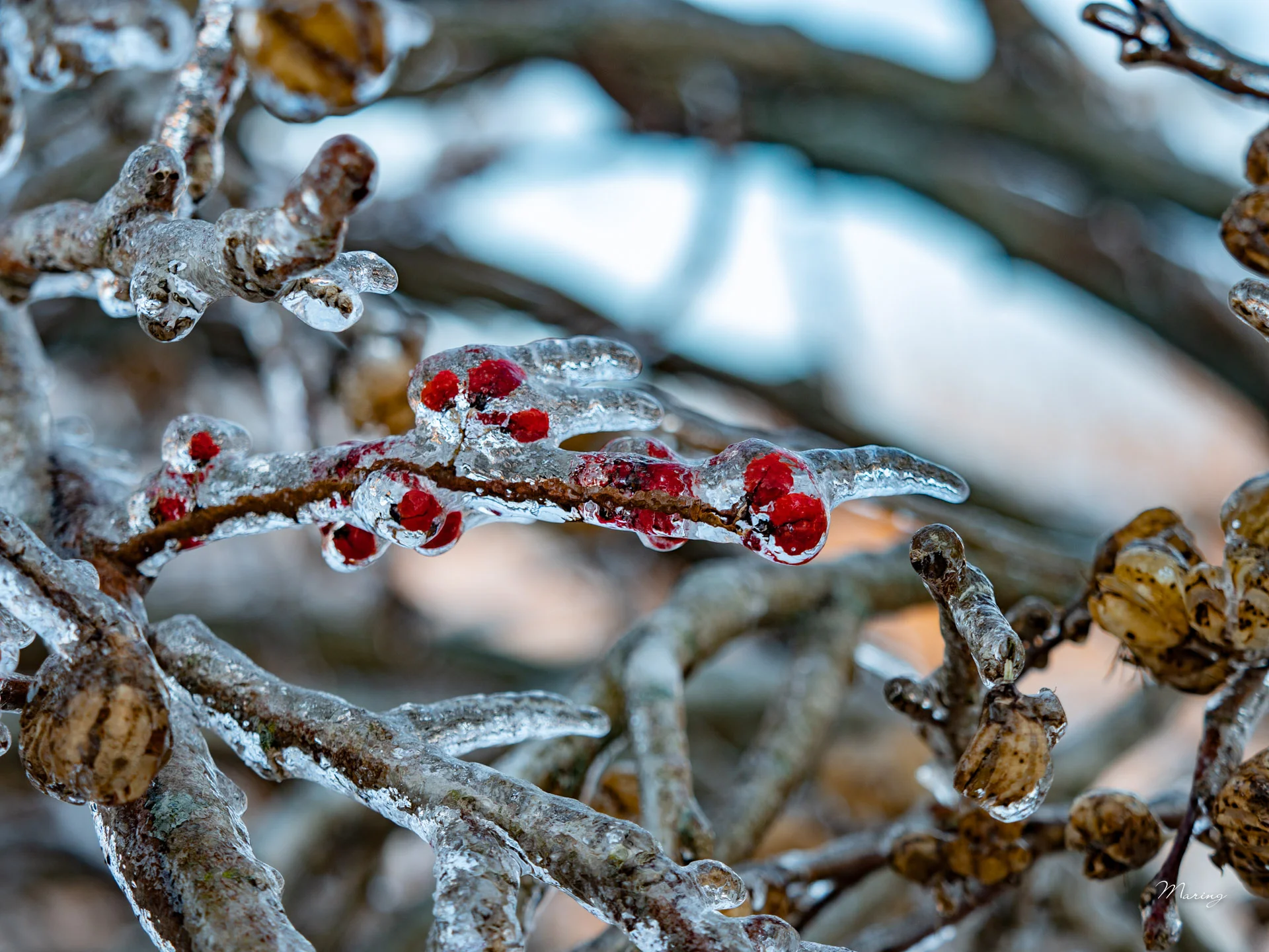 Winter Landscapes
