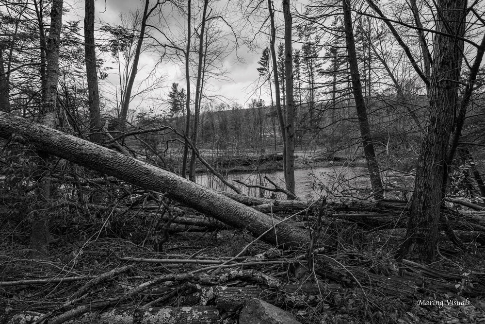 Fallen Trees