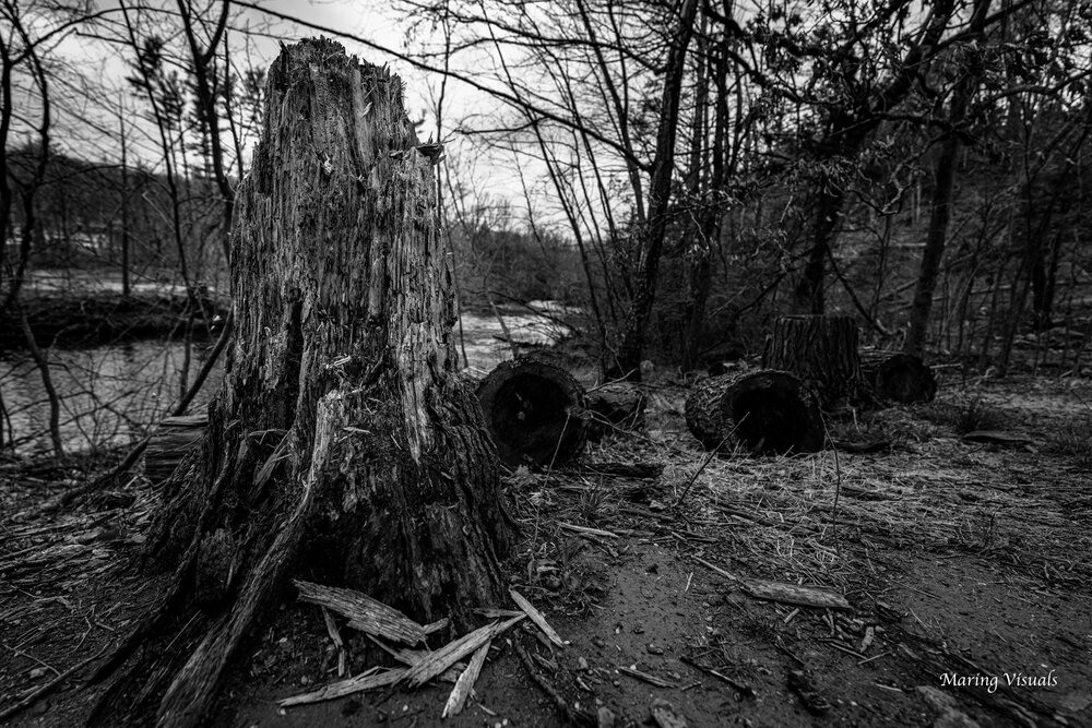 Fallen Trees