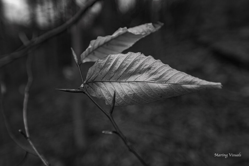 Fallen Trees