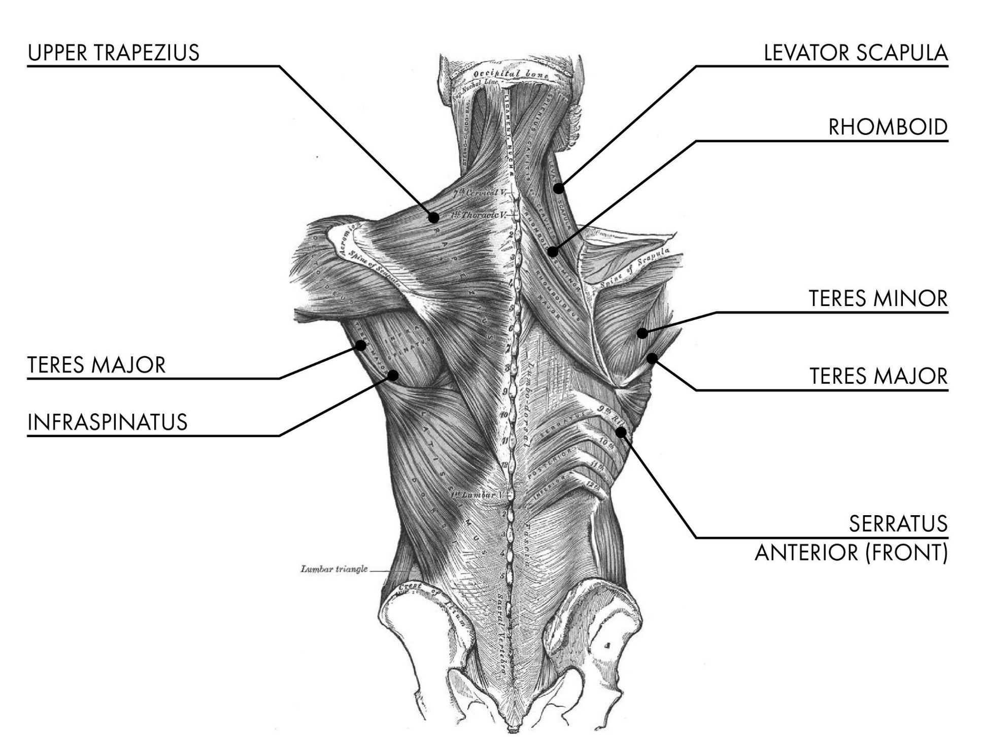 Back Muscles.jpg
