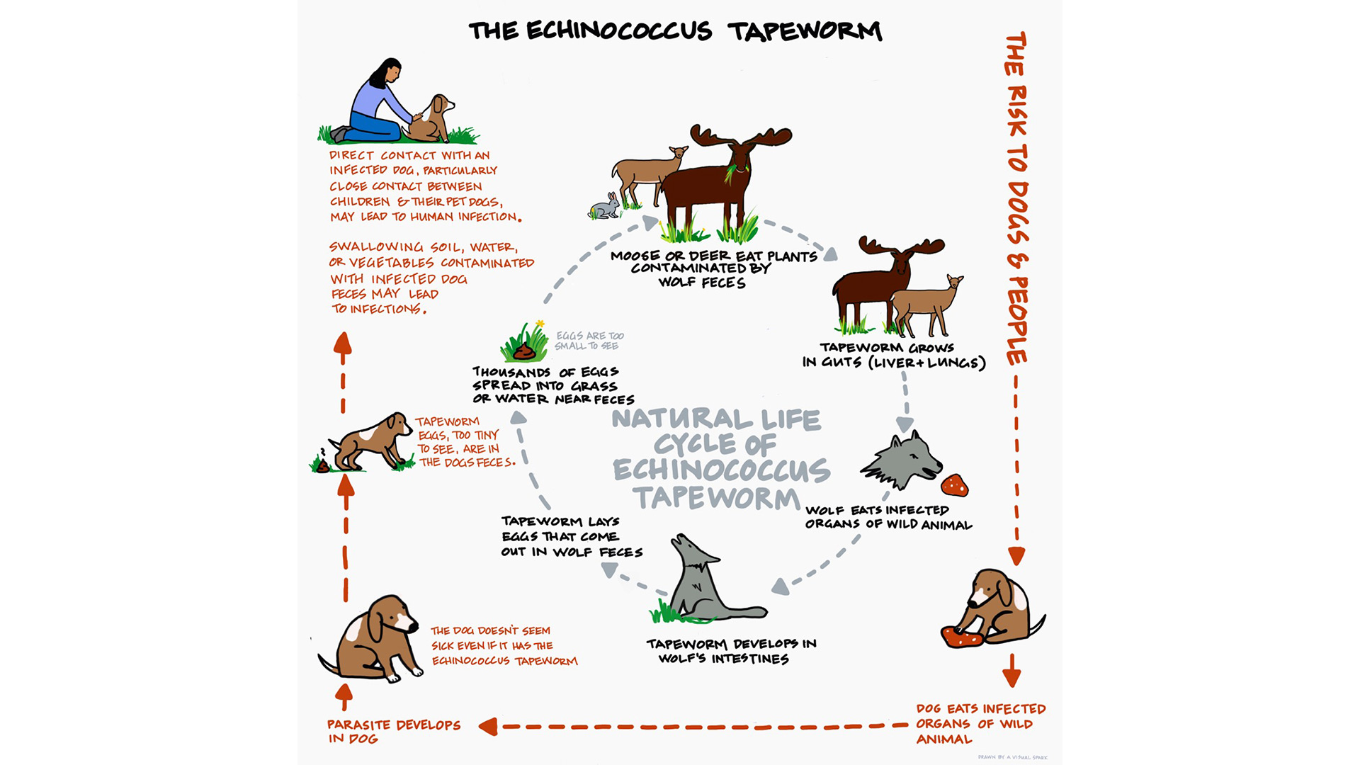 The lifecycle of the Echinococcus Parasite