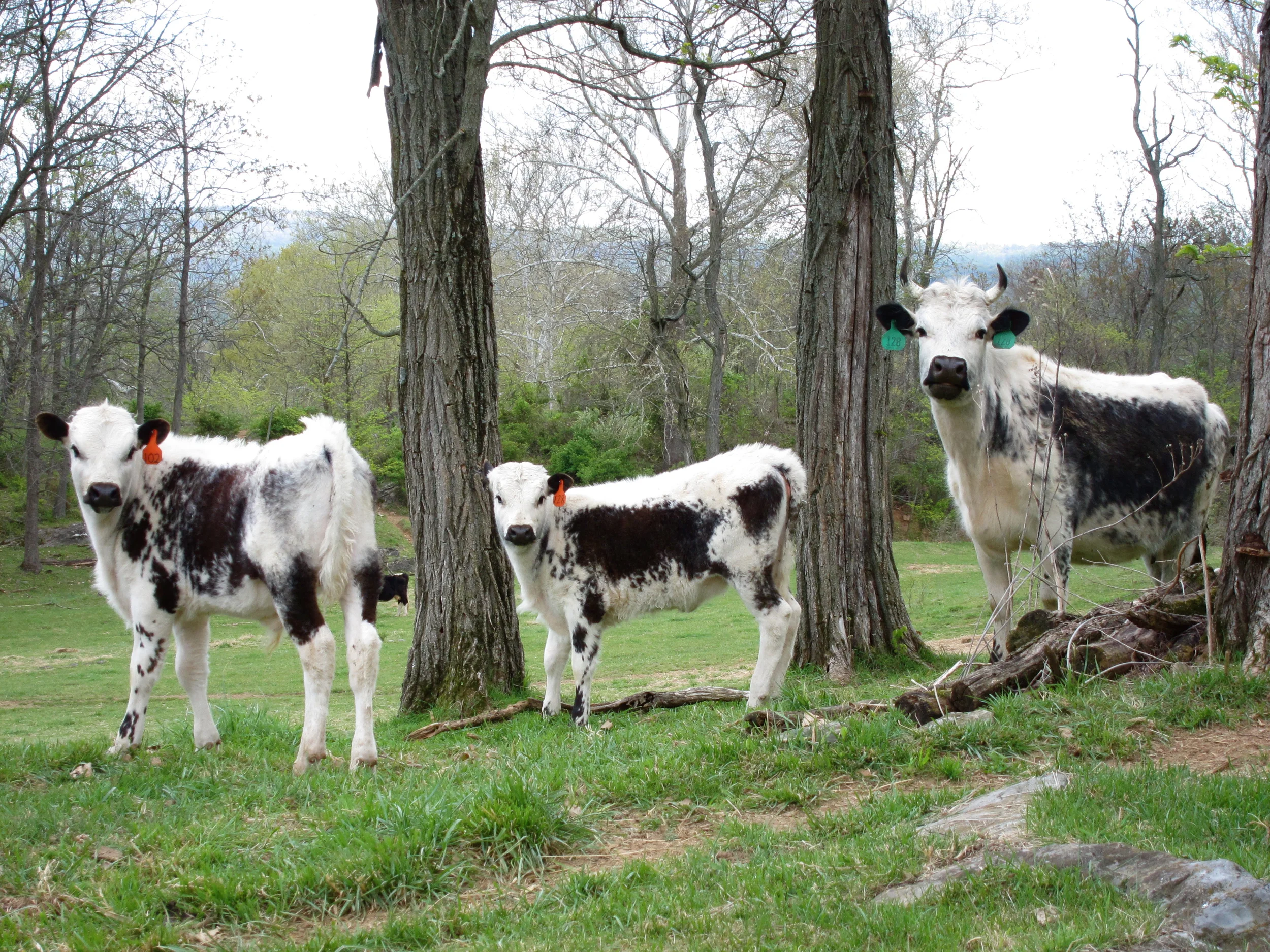 Randall Lineback Cows - Photograph from Lucia Henderson