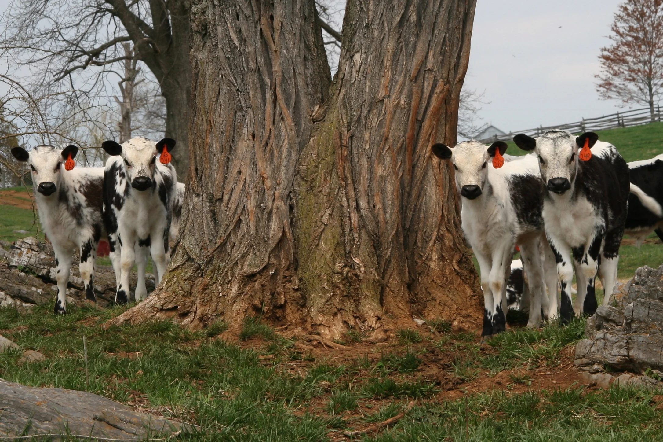 Randall Lineback Cows - Photograph by Lucia Henderson