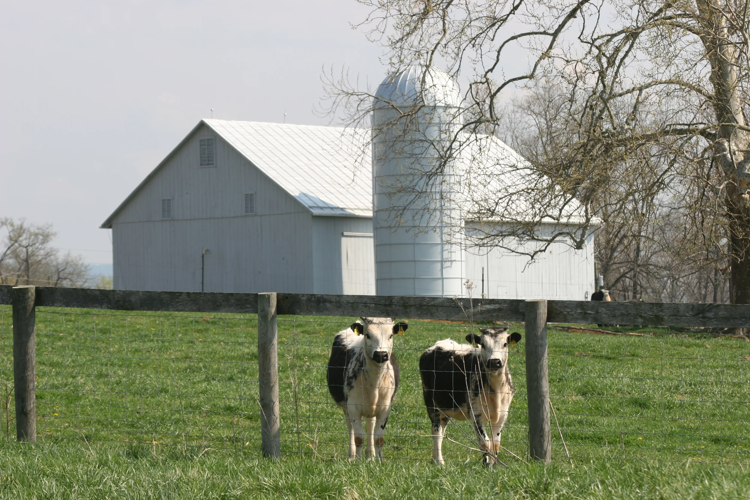 Randall Lineback Cows - Photograph by Joe Henderson