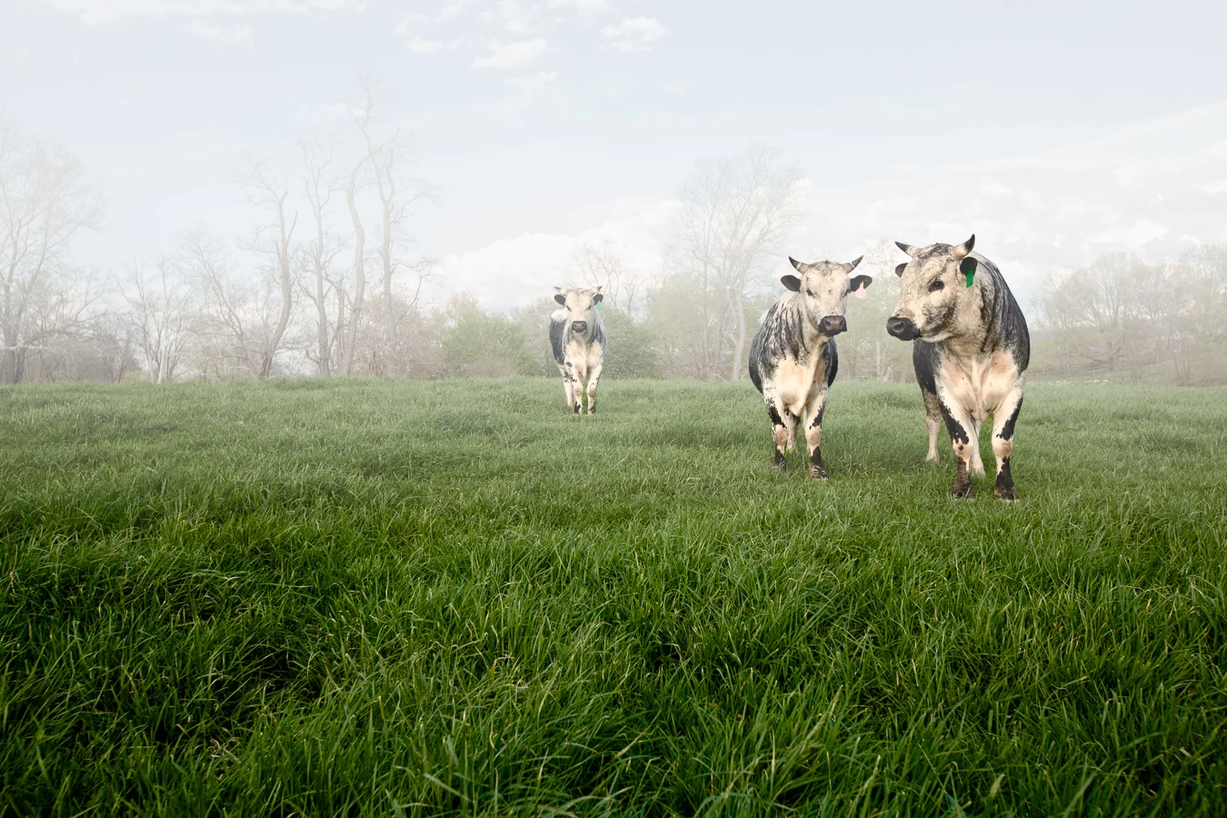 Randall Lineback Bulls - Photograph by Adrien Broom