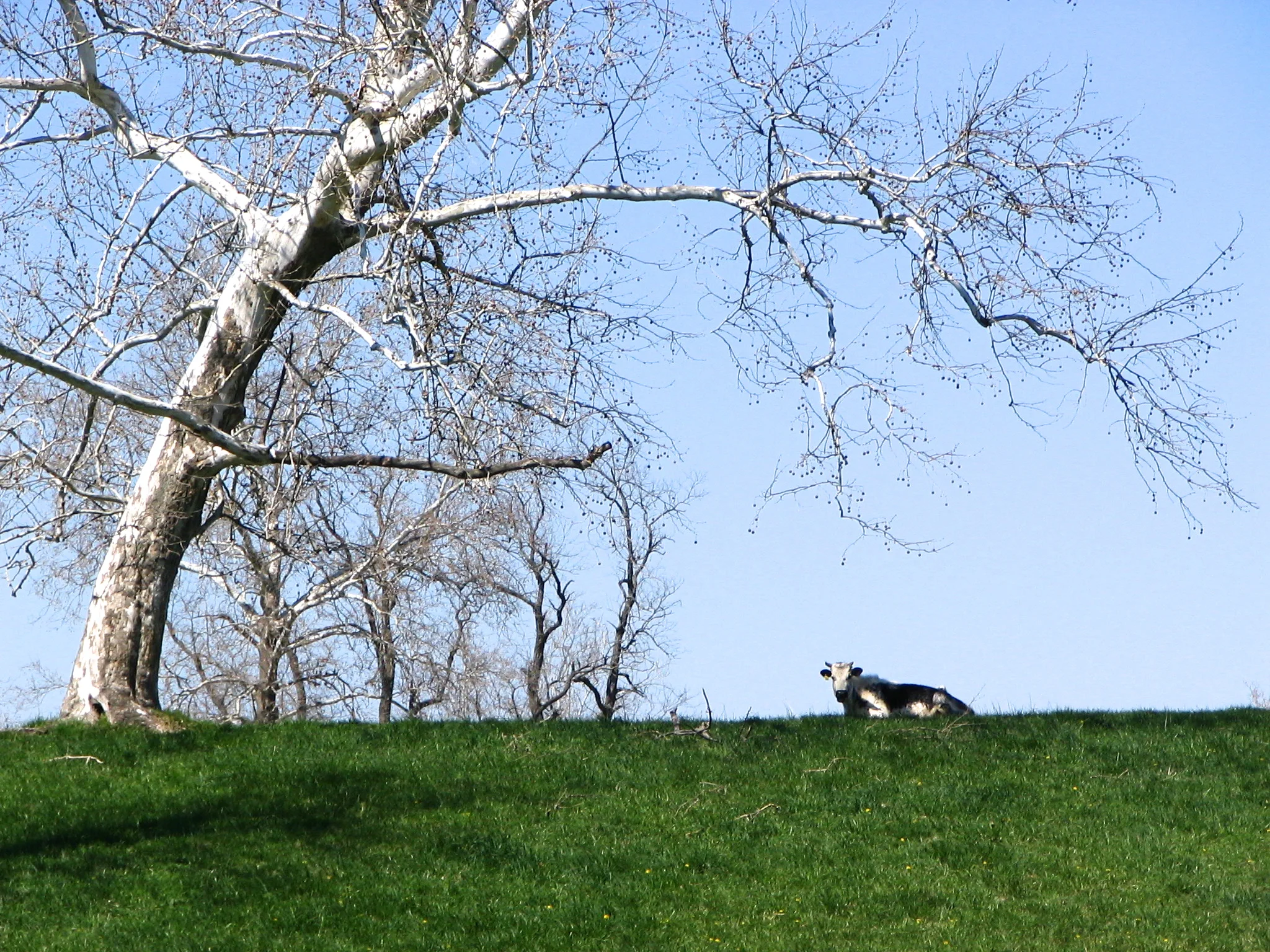 Chapel Hill Farm Randall Lineback Cow - Photograph by Lucia Henderson