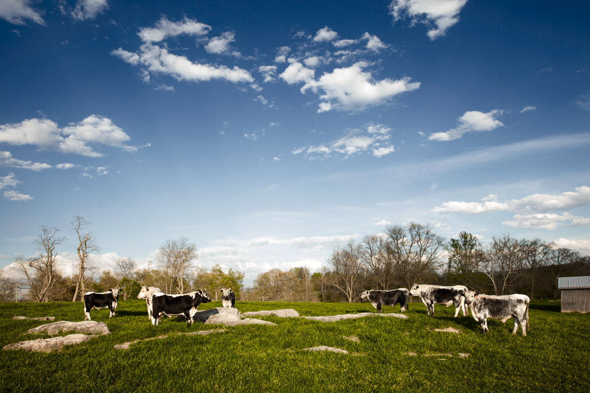 Randall Lineback Bulls - Photograph by Adrien Broom
