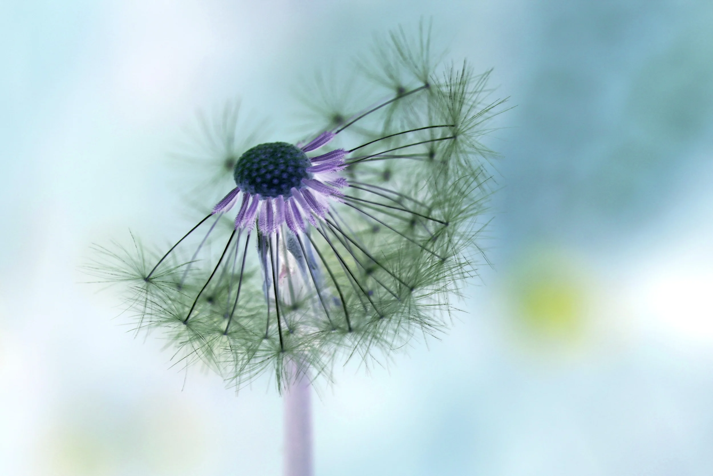 dandelion-167112.jpg