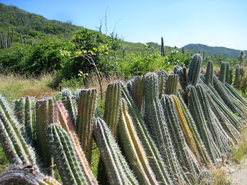  A fence made of cactus. How ingenious! 