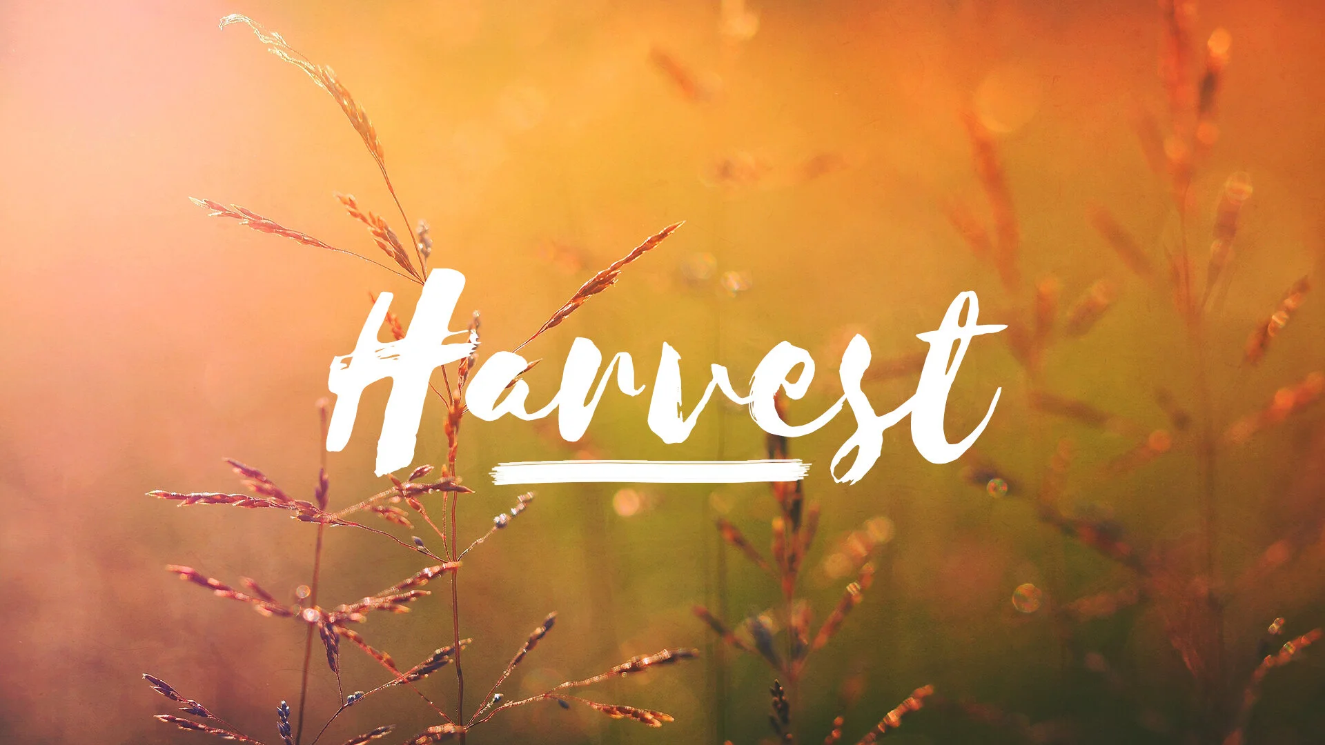 Harvest.jpg