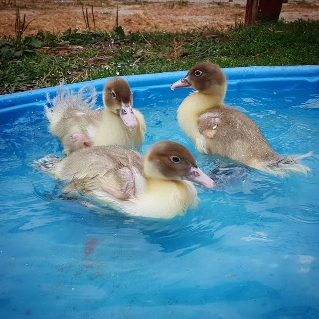 95° in September? Gotta cool off somehow. #HappyFriday #FarmerFriday #BabyDucks #Discover #GoSIRC