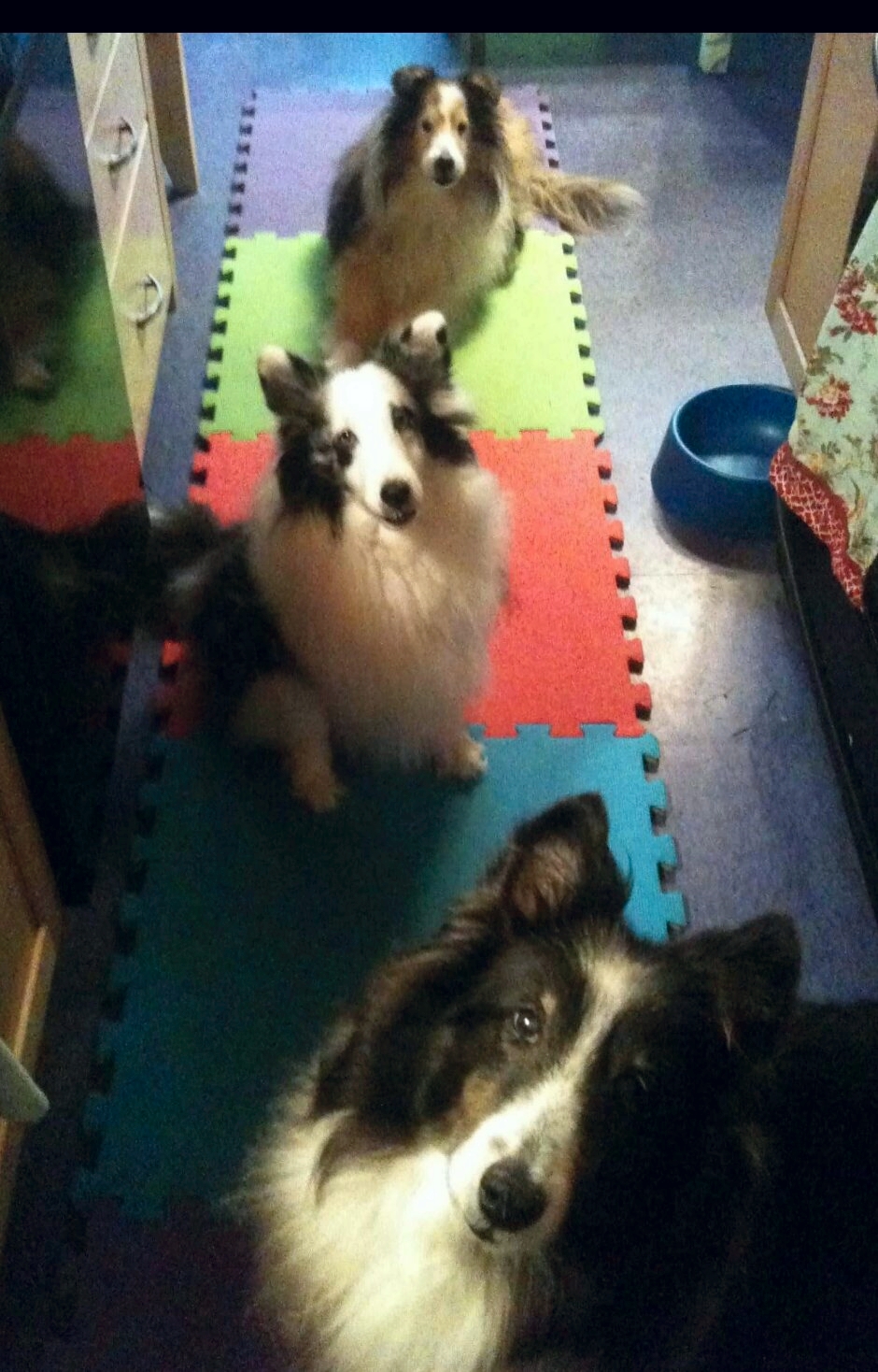 Tex, Savannah, and Goat