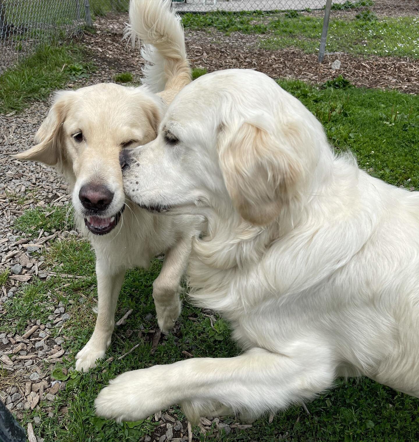 Kisses for your #bff 😘😘

#love #dogsofinstagram #cutedogs #dogsofrhodeisland #dogstagram #golden #dogs #creamgoldenretriever #love #instadogs #dogsofinstaworld #bestfriends #kisses #doglover #doglovers #friends #besties #friendshipgoals #pals 
#fol