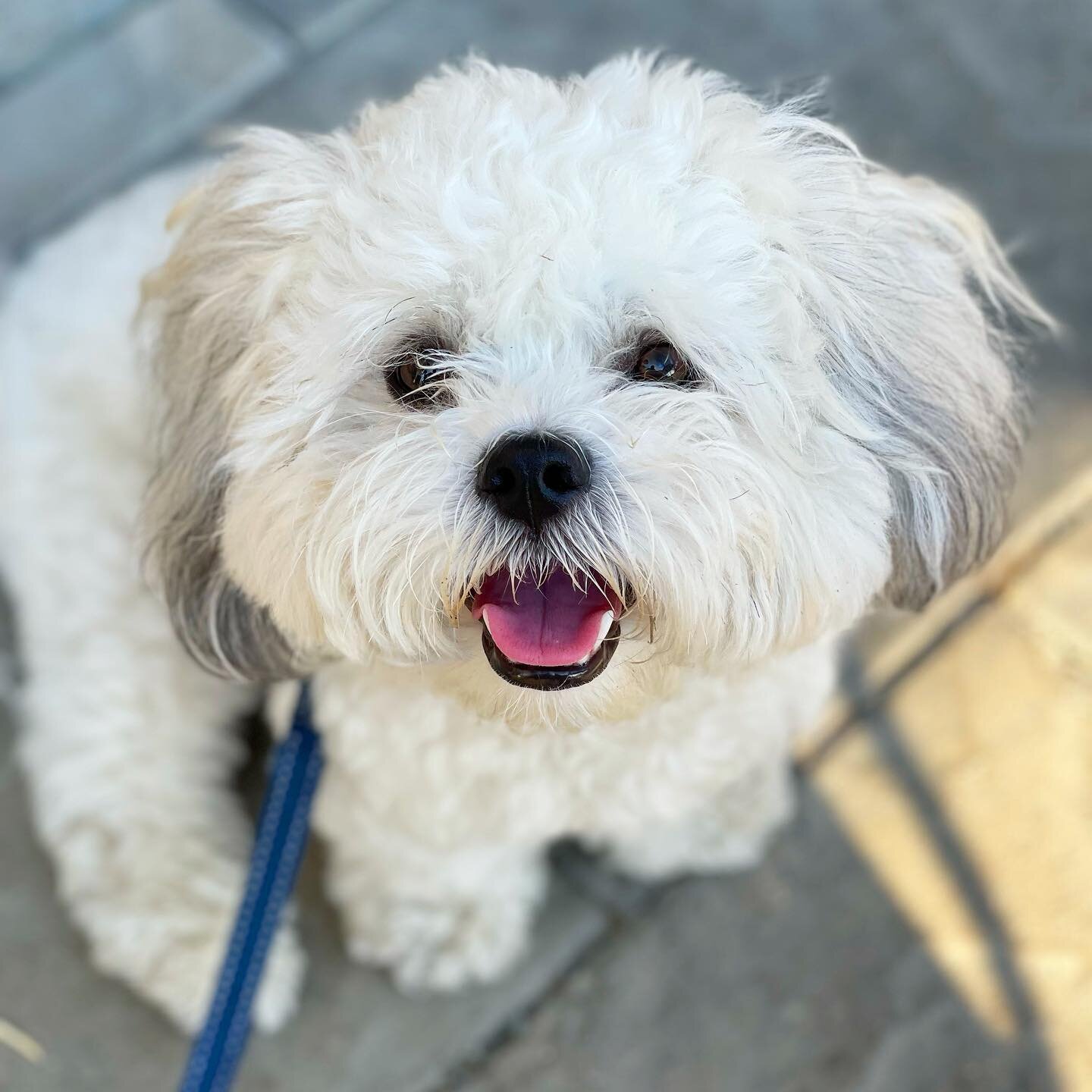 Is it just us, or do we have the #cutest clients ever??!!! Meet the newest member of the @luckypawsri pack&hellip;Santi!!!❤️
This boy is as sweet as he is adorable and we love him so much already!! Welcome Santi!!❤️❤️❤️❤️❤️

#newpackmember #dogsofig 