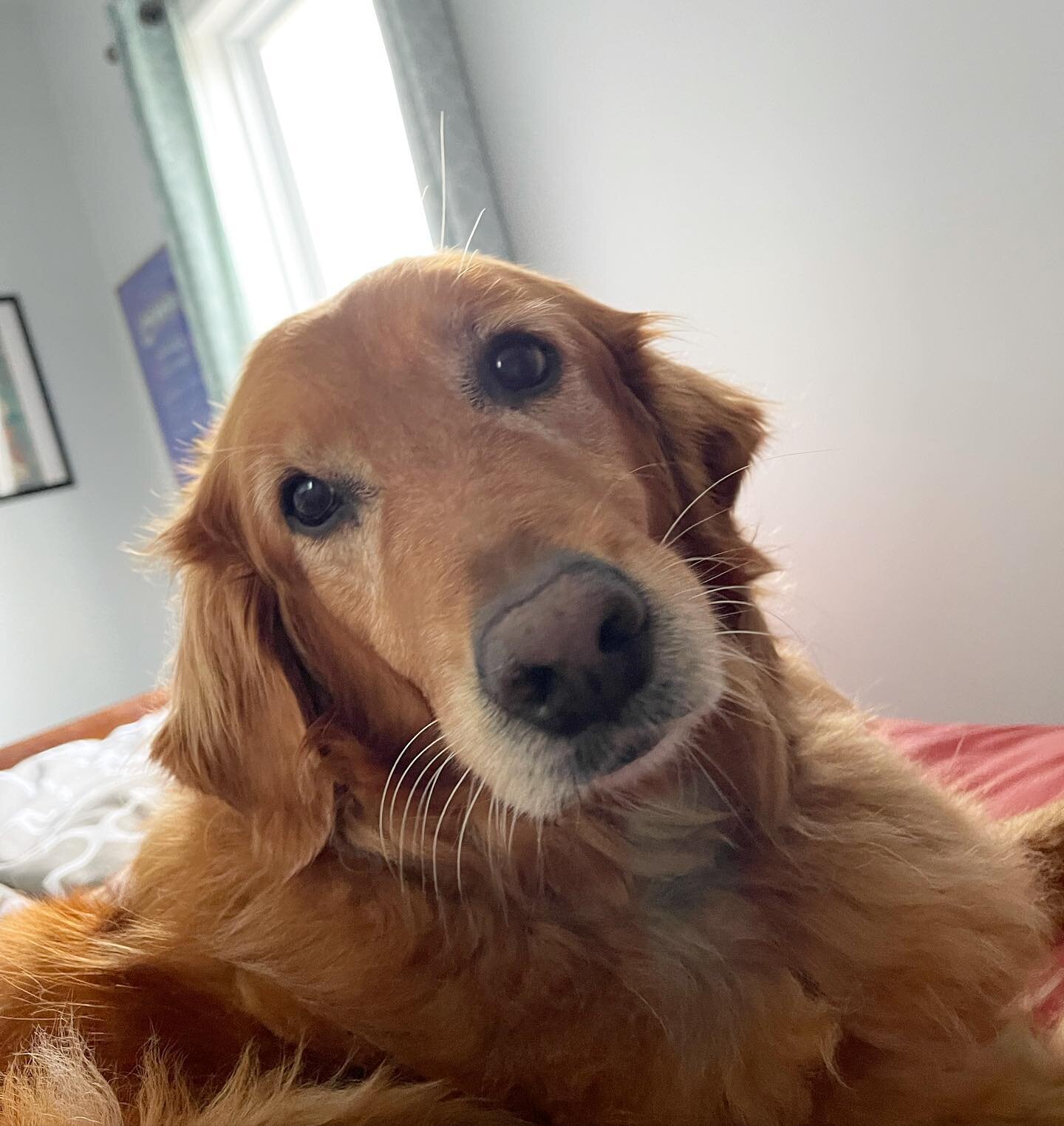 Morning! Love waking up to a new face every day😂😂

Love this sweet Layla girl❤️❤️

#nokennels #nokennelboarding #nokennelsjustcouches #love #doglover #dogsofinstagram #dogsofinsta #dogstagram #goldenretriever #dogslife #dogoftheday #weboarddogs #do