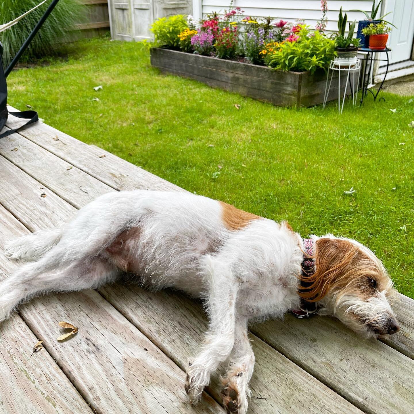 Every now and then we rest(for like five minutes). Love this Cheddar boy!!❤️❤️❤️

#lovehim #sweetboy #sunday #dogwalkersofinstagram #f4f #dogwalker #dogwalkerlife #l4likes #dogstagram #follows #dogsofinsta #followus #followforfollowback #likes #dogso