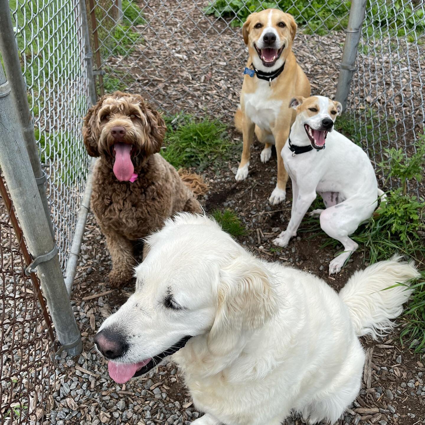 So proud of these girls!! 

The girls in back have gone from being very leash reactive to having friends they can meet and play with in just a few months! 

The girls in front were the perfect match to introduce them to and everyone got along beautif