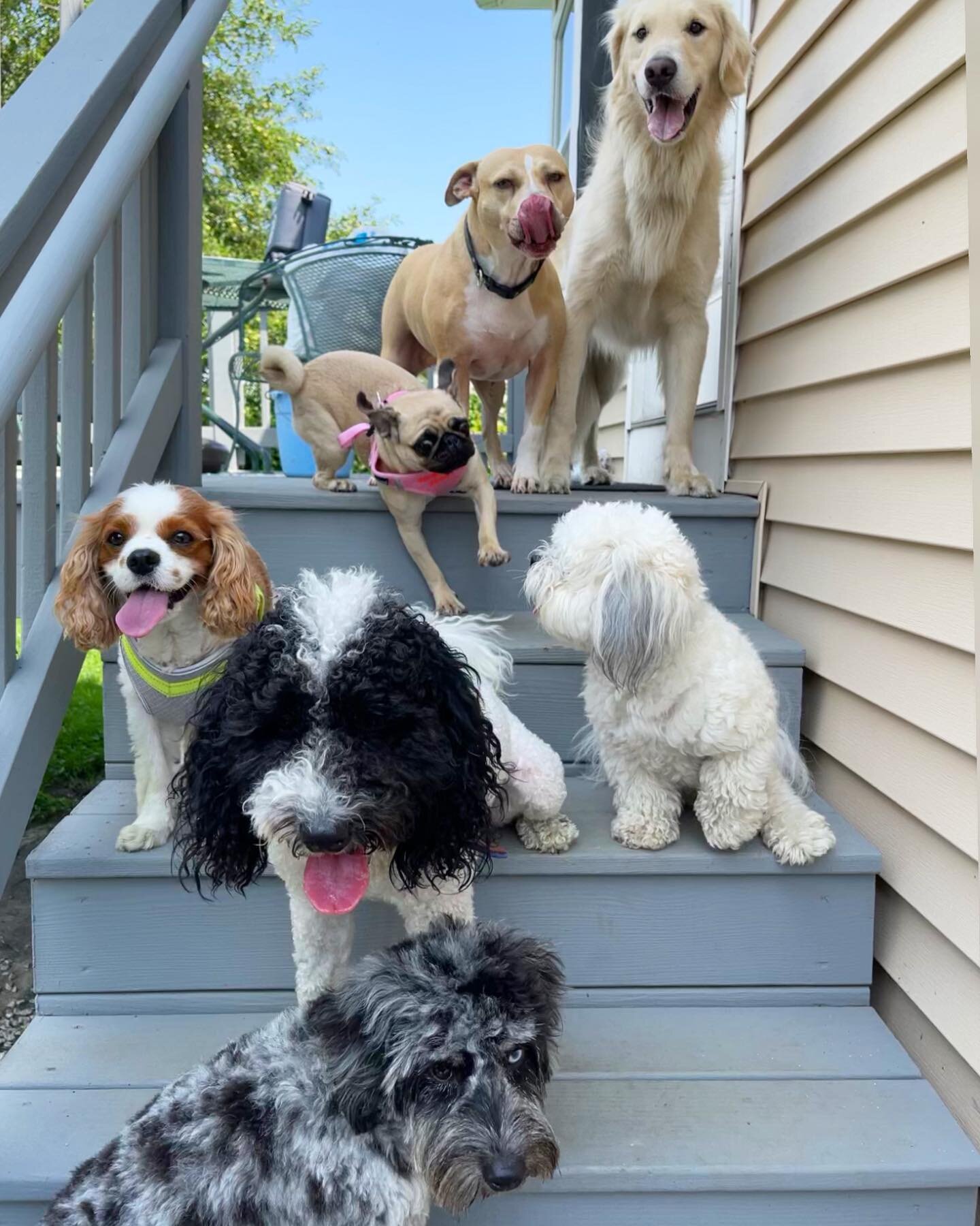 Saturday crew is all over the place. 😂🤷🏻&zwj;♀️. They are also FROM all over the place!  This weekend we have pups visiting from NYC and FL while their owners enjoy #newportri 😍

#crazymutts #dogsofinsta #dogstagram #dogsofinstagram #doglovers #d