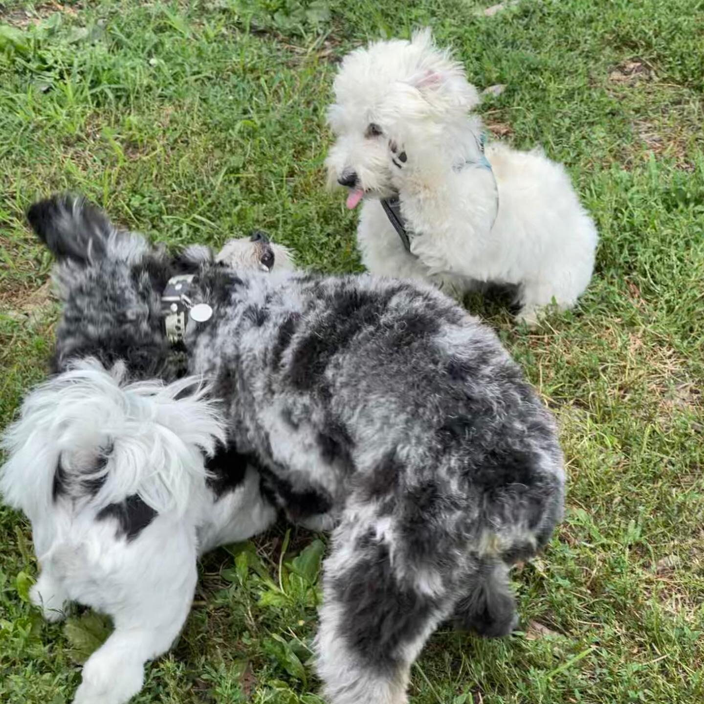 Small dog throw down today!!❤️❤️
Bunny, Archie and Boomer

#bffs #smalldogs #pals #smalldogsofinstagram #exercise #doglovers #dog #dogsofinstagram #pets #petstagram #doglover #dogsofinsta #dogsofig