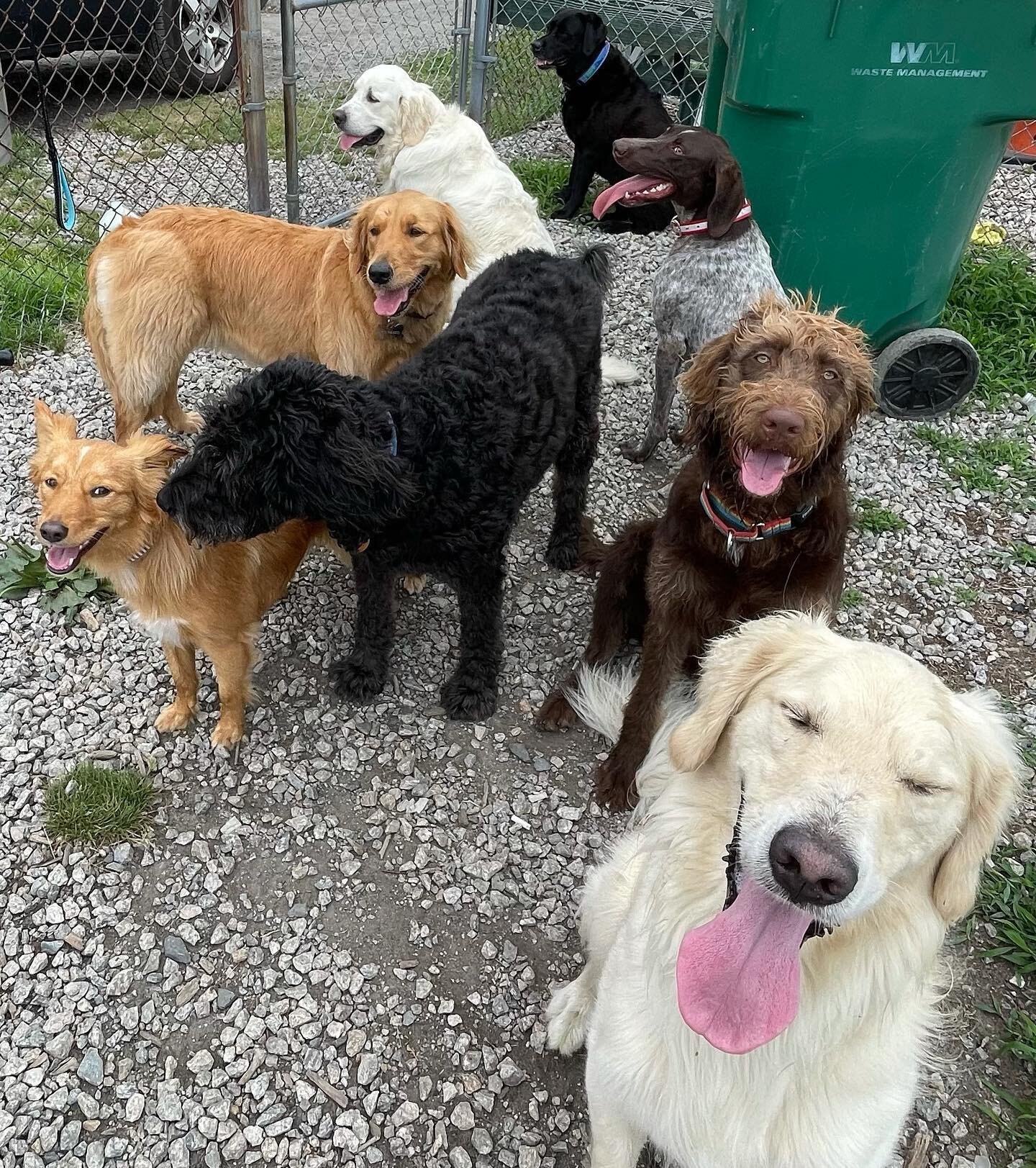 One of the worst group shots ever. 🤷🏻&zwj;♀️😂

#lovethesemutts #dogwalkers #dogwalker #dogsofinstagram #newportri #doglovers #dogsofig #dogstagram #dogsofinstagram #bestwoof #animals #doglover #followus #followforfollowback #following #petsofinsta