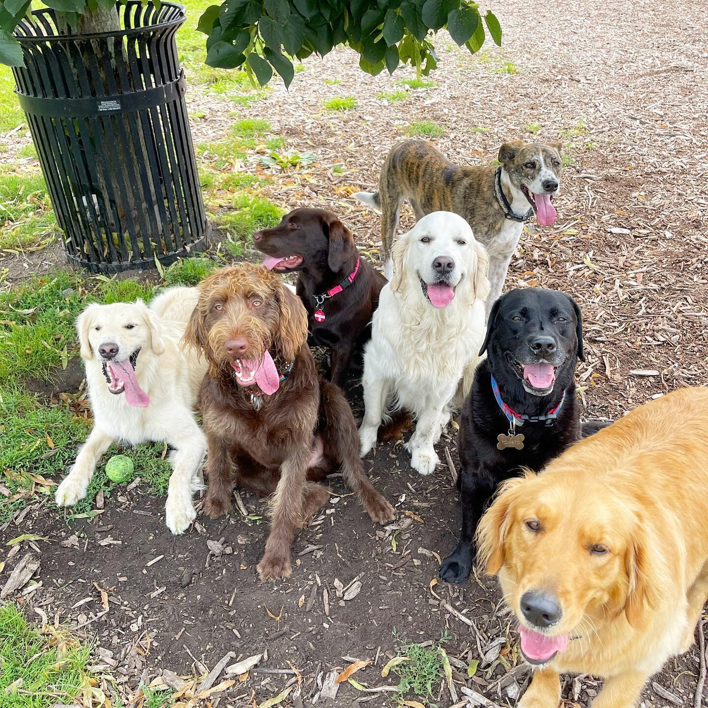 When there&rsquo;s only one shady spot in the park. 🙌🏼
Oh. And hi Lemon. Welcome to our gang. 😂❤️

#dogsofinstagram #dogs 
#summer2021 #dogstagram #hotdogs #dogslife #newportri #dogsofinstaworld #daily #instadogsfeature #dogscorner #dogsofnewportr