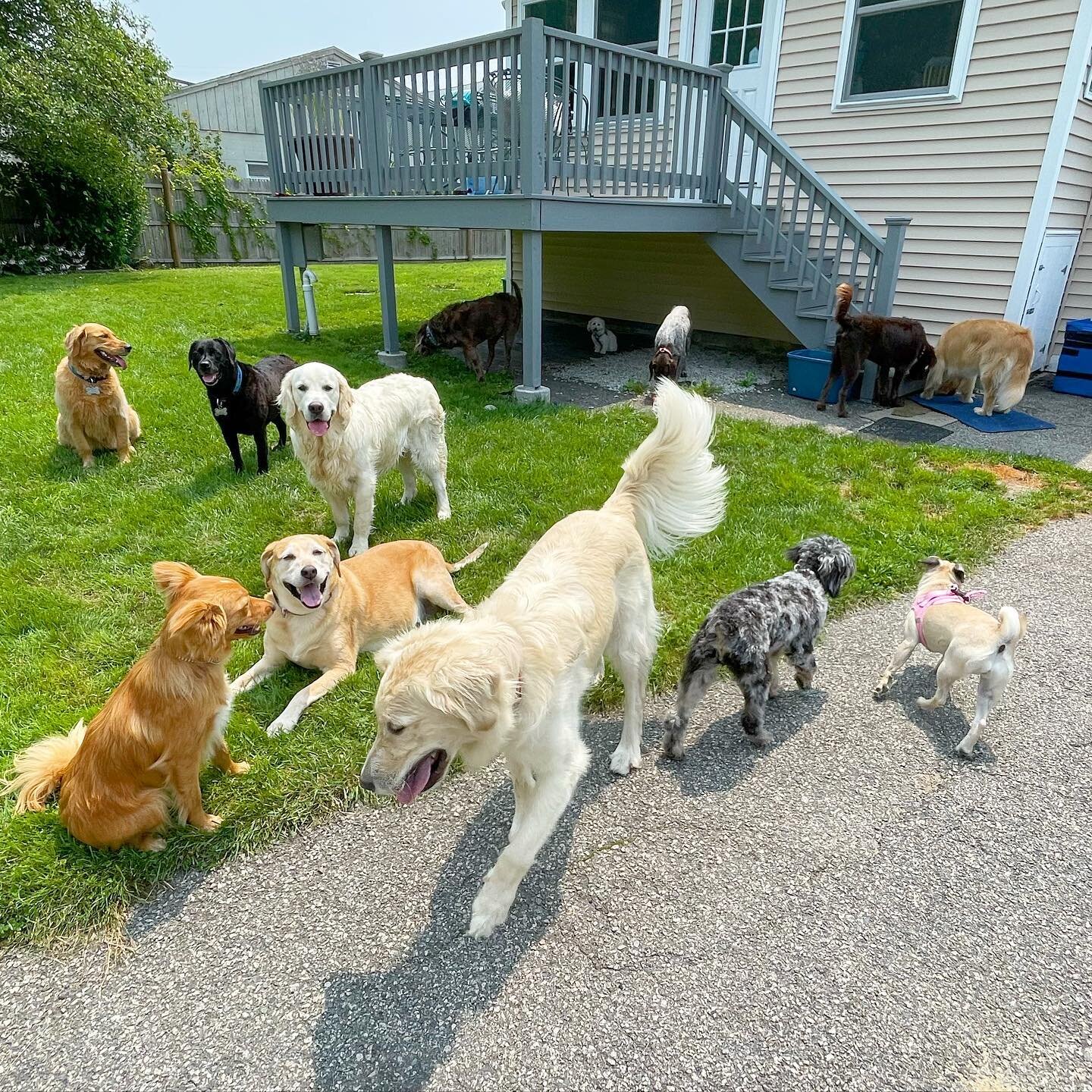 Decided to bring all 14 dogs home today for a play date. They were perfect and amazing, but getting a group shot was kind of impossible. 13/14 ain&rsquo;t bad. No cooperation from Bear who, in her defense has been posing in group shots for 10 years. 