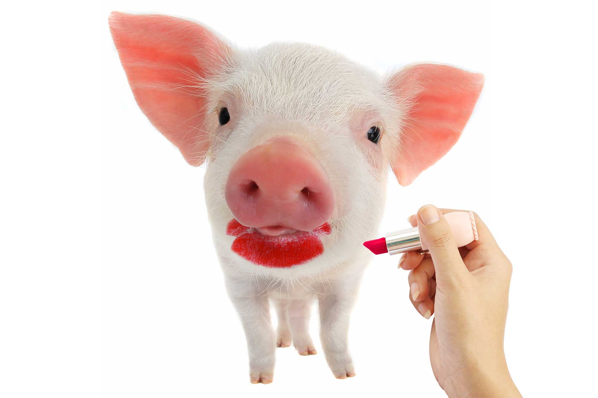 pig.jpeg