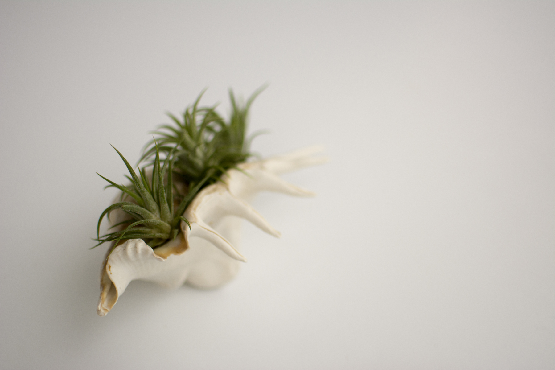 shellsucculent_1.jpg