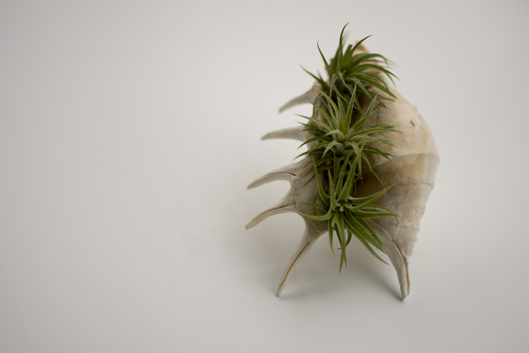 shellsucculent_3.jpg