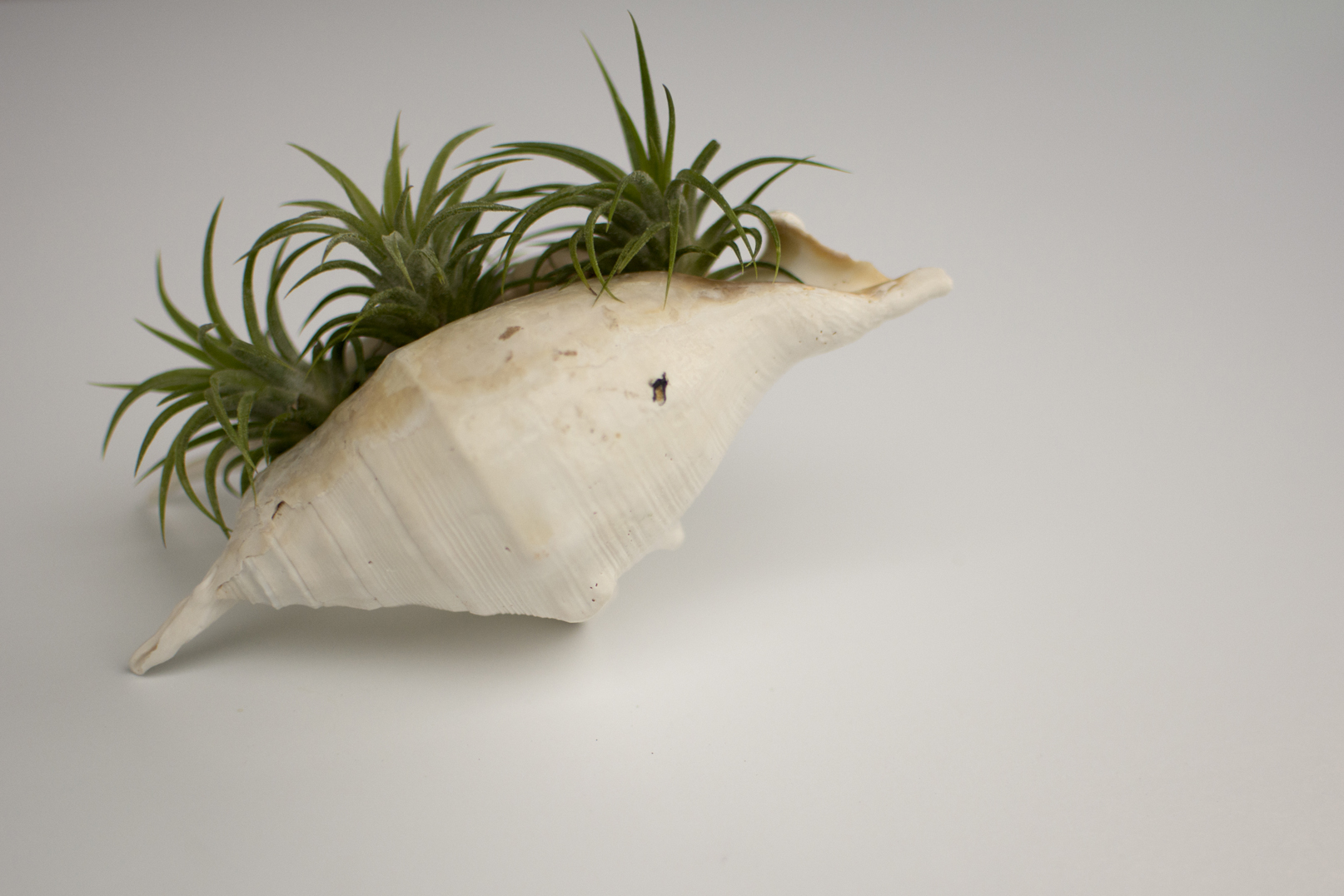 shellsucculent_4.jpg