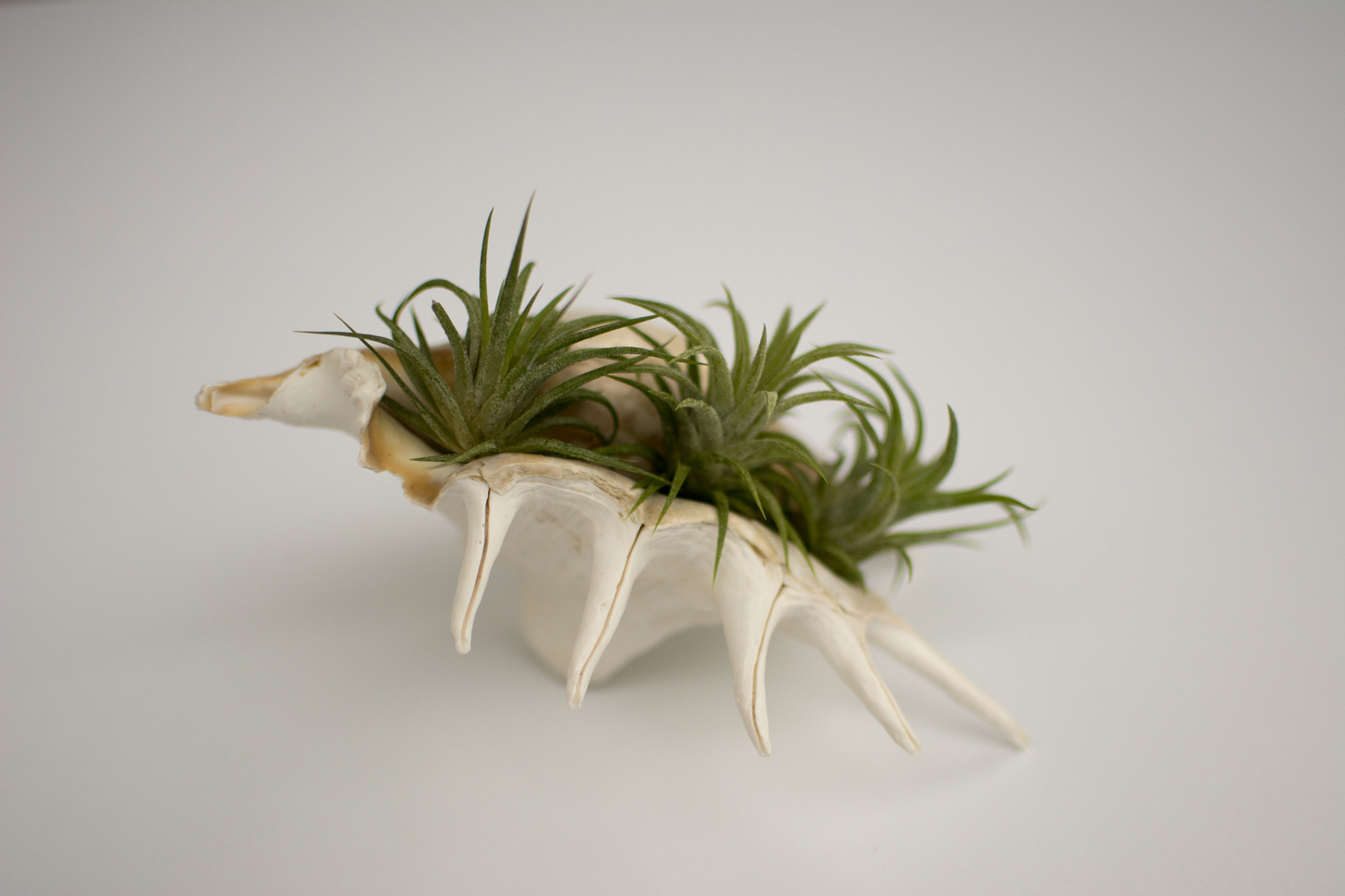 shellsucculent_5.jpg