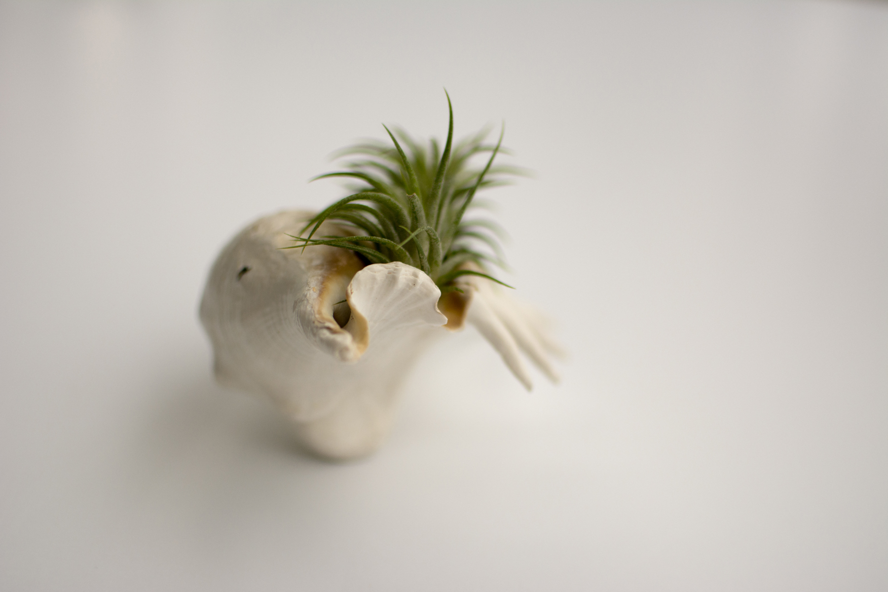 shellsucculent_6.jpg