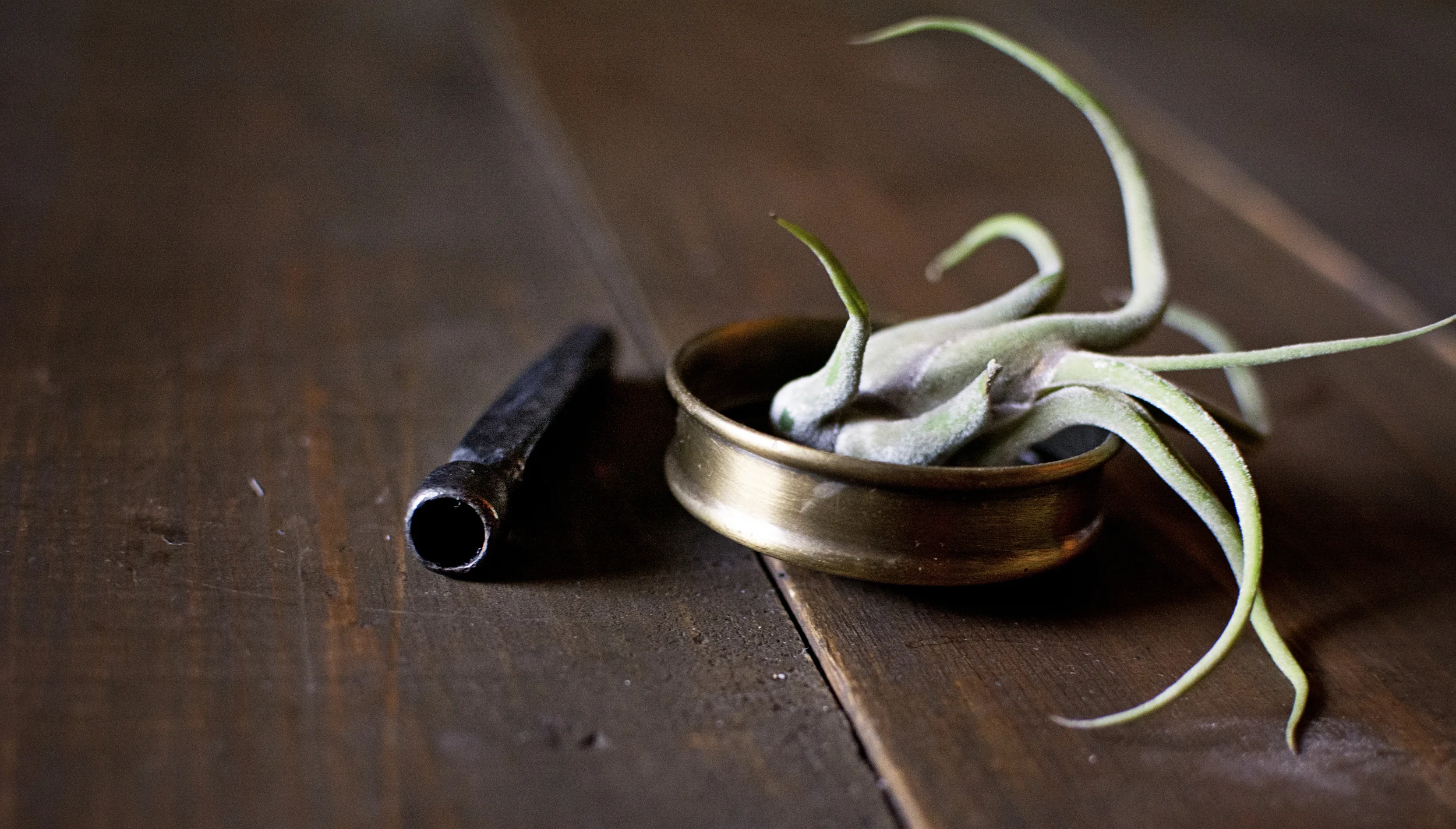 Chillum + Air Plant