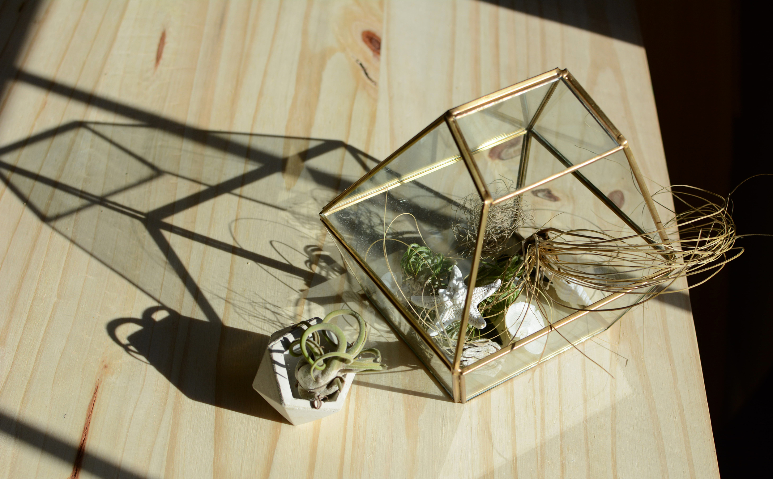 Geometric dish by Concrete Geometric / Glass geometric terrarium from Hobby Lobby / Air plants from Amazon / Starfish and shells found in the sea
