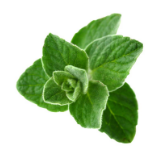 thyme.png