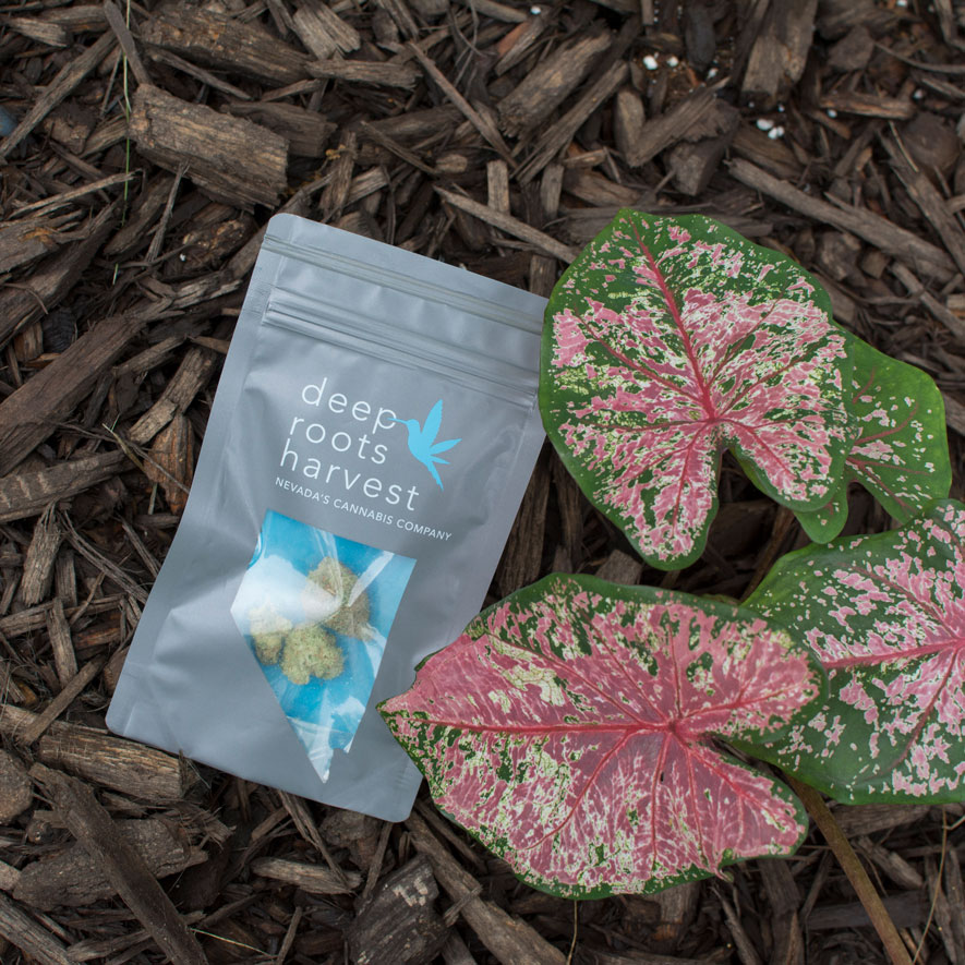 elephantear-mulch-deeprootsharvest.jpg